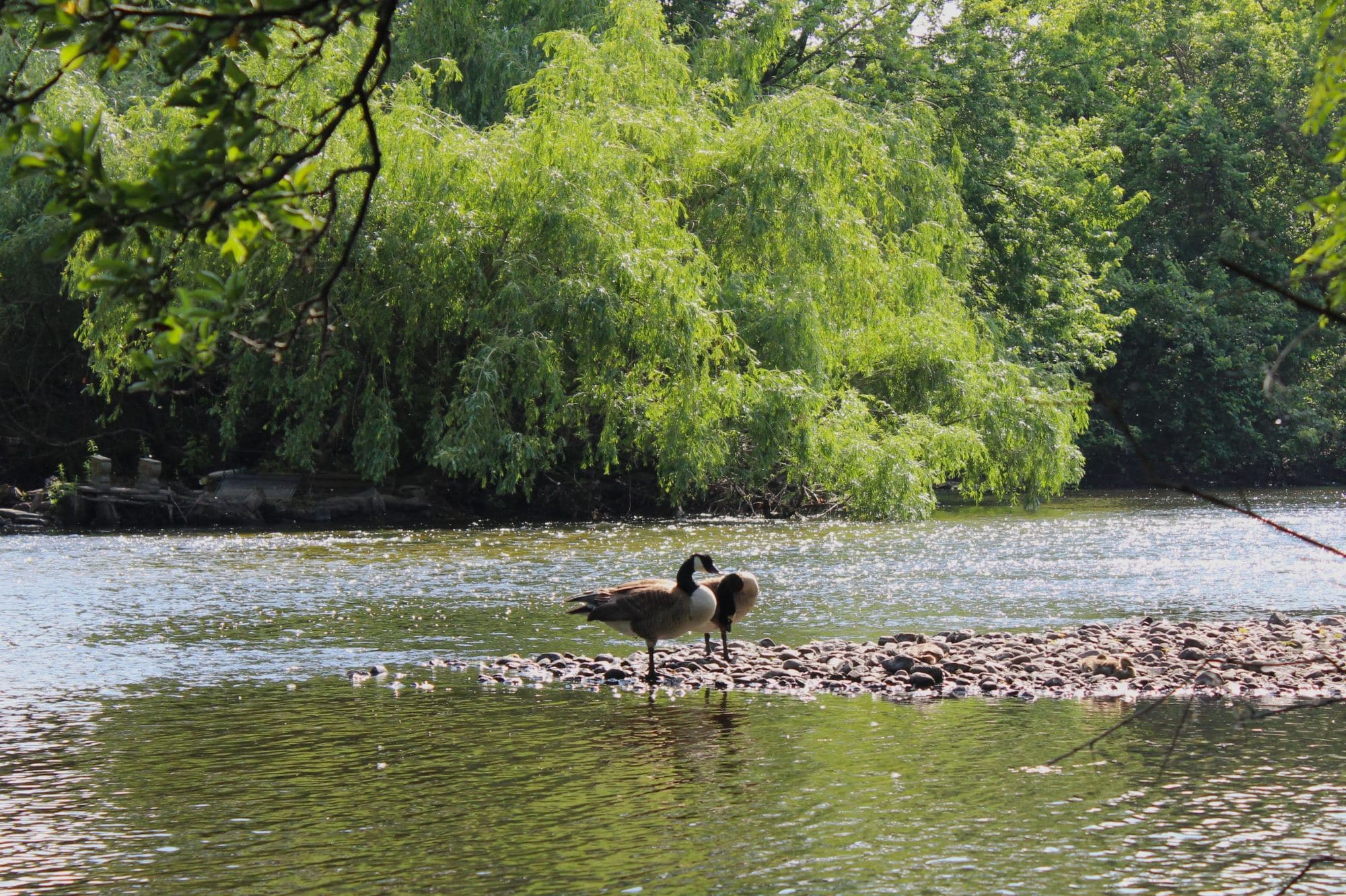 lake with geese