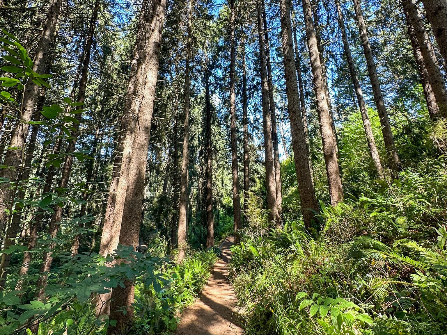 Beautiful green trees