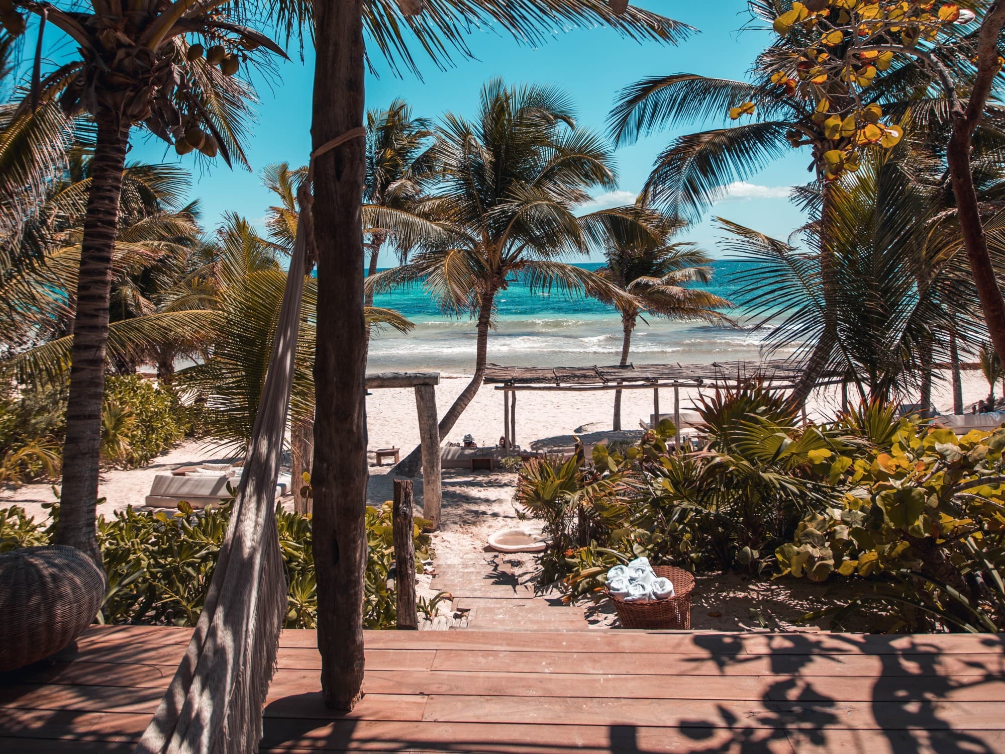 A view of beach and palm trees.