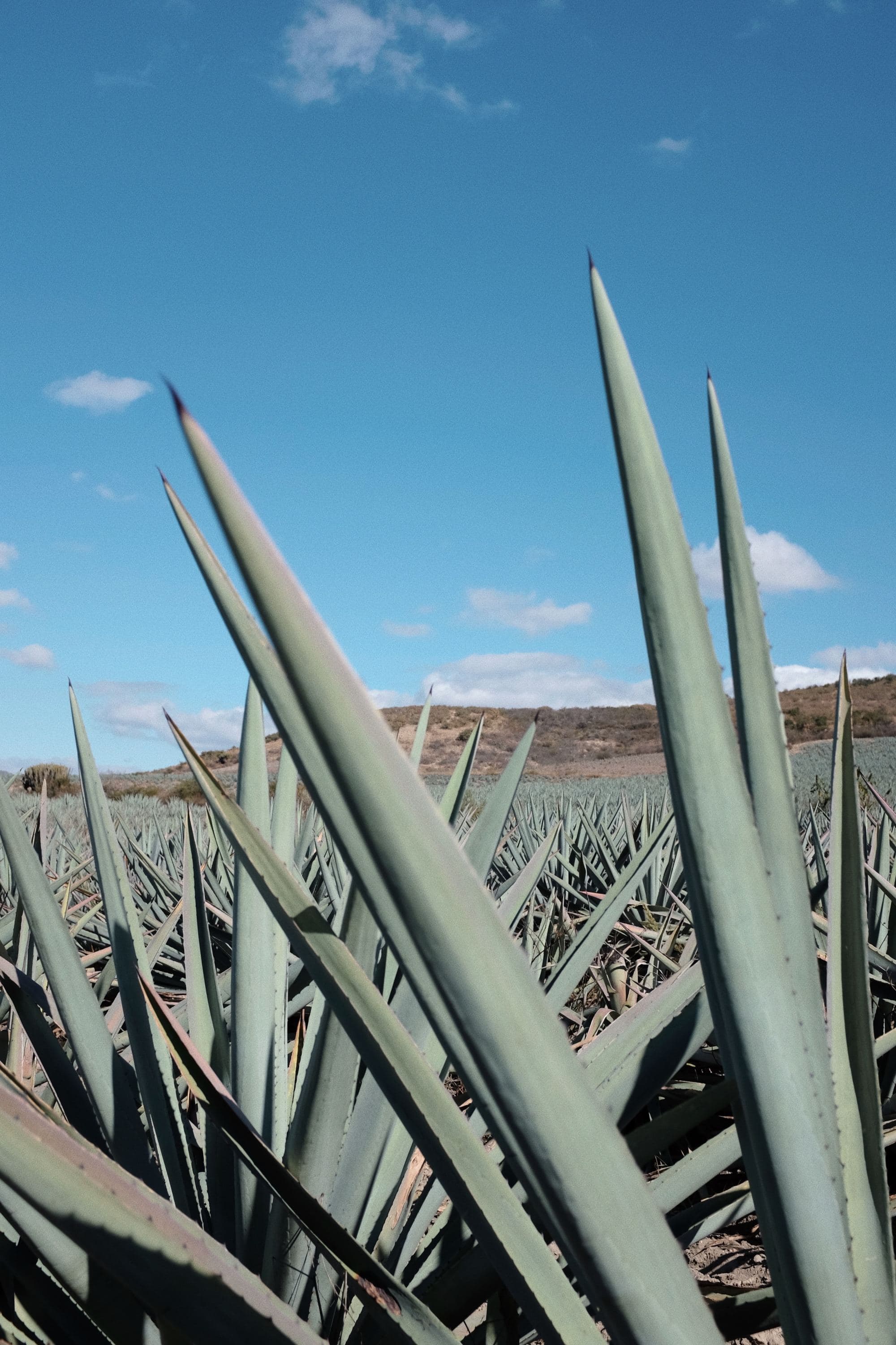 agave plants with mountains in the background on a bright sunny day