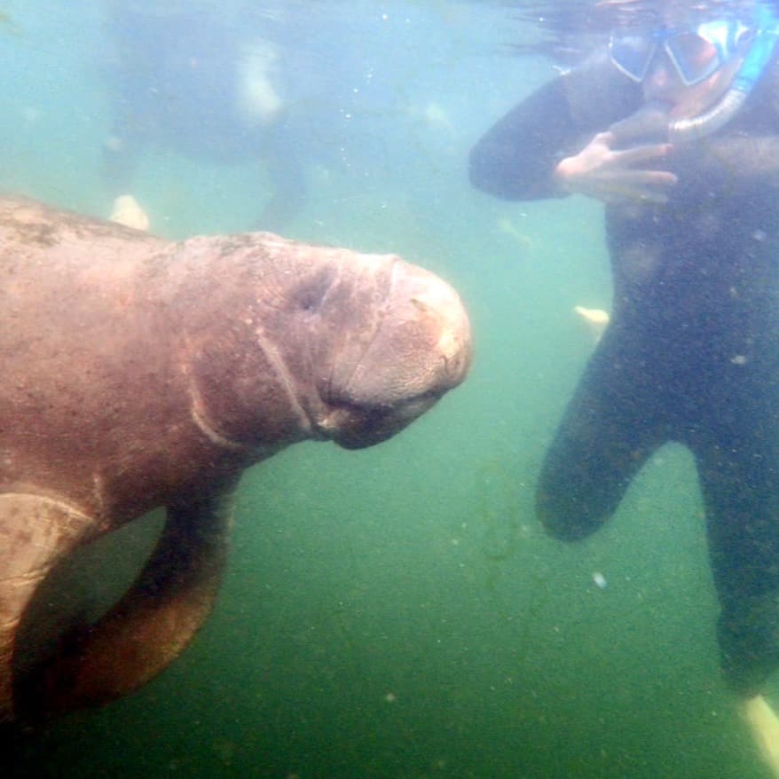 A person swimming underwater with a sea creature.