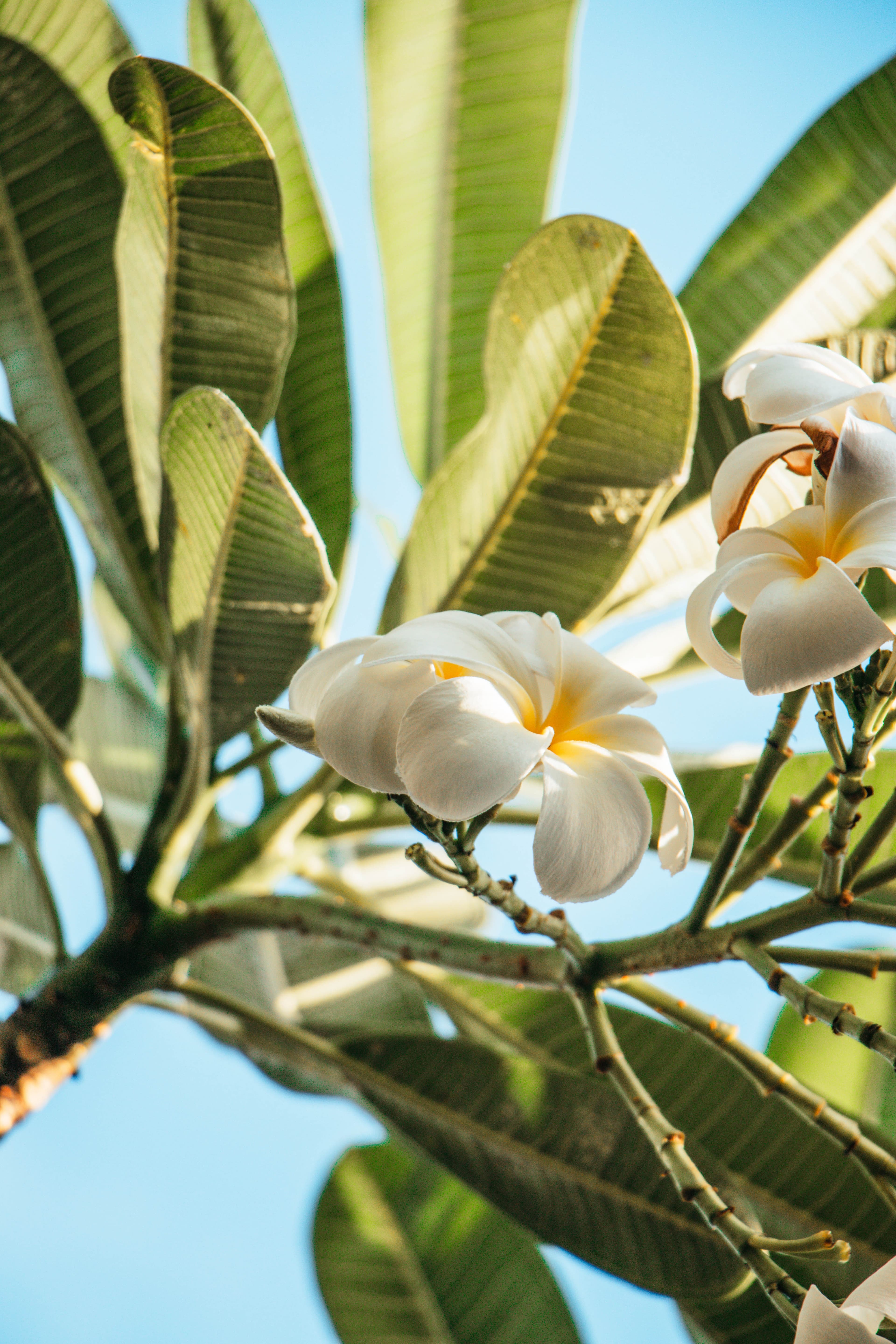 White flowers in Maui, Hawaii.