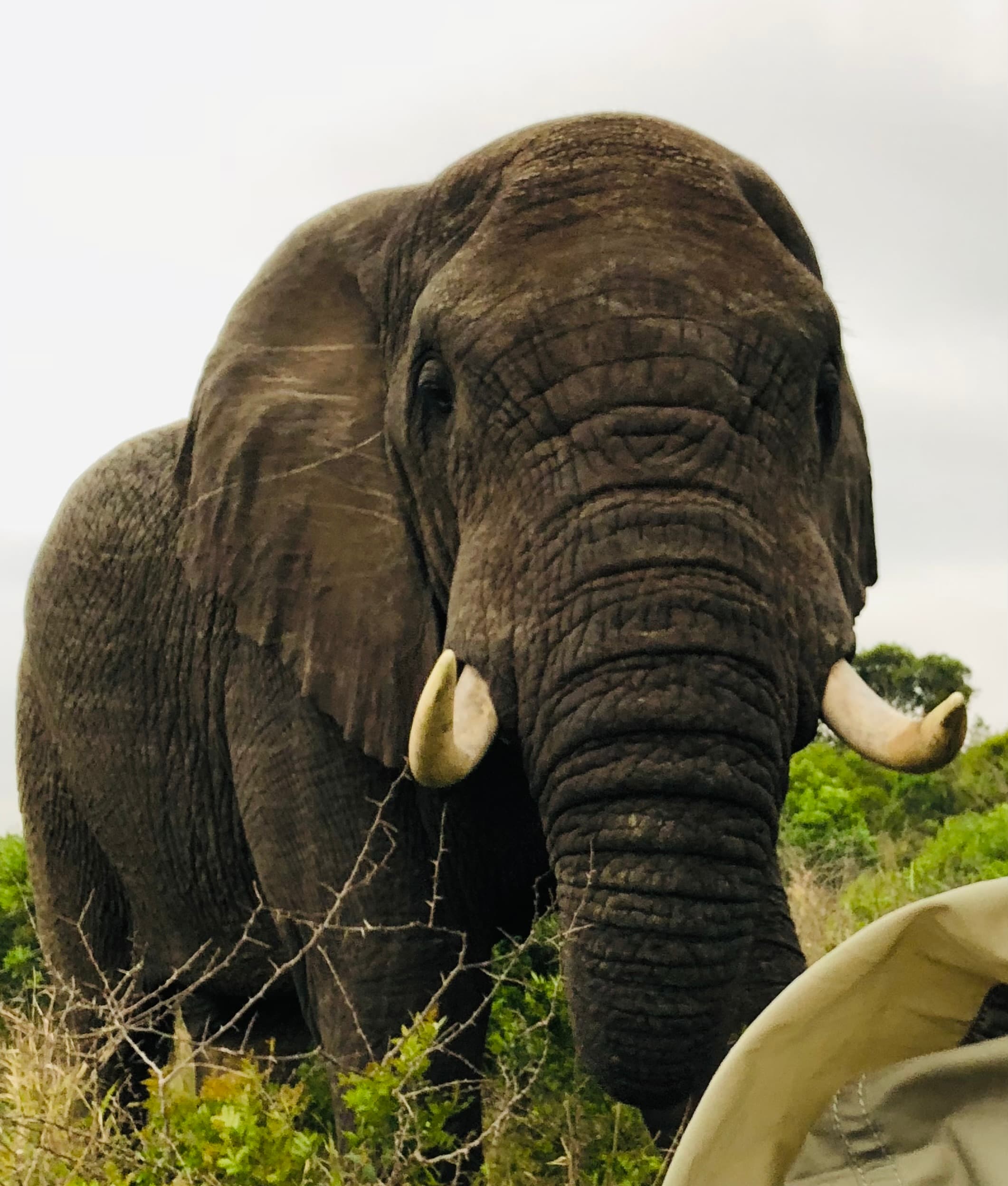 A close-up photo of an Elephant