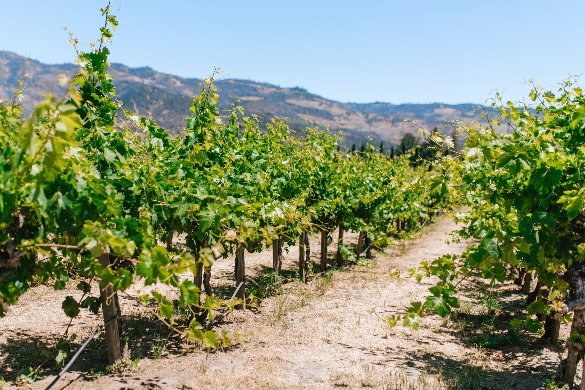 Rows of trees in a vineyard during daytime.