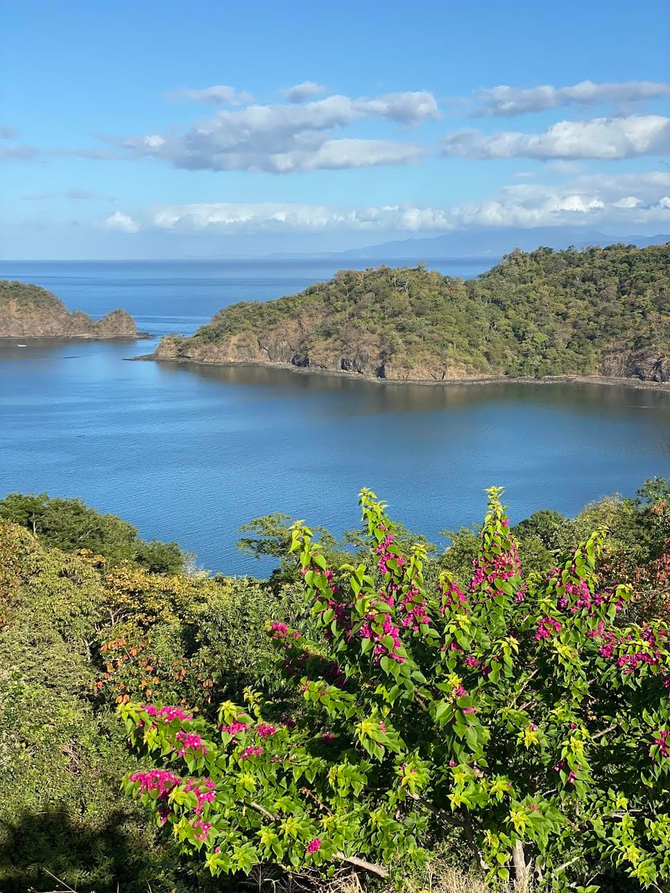 Green and pink plants with water and a rock outcroppings in the background