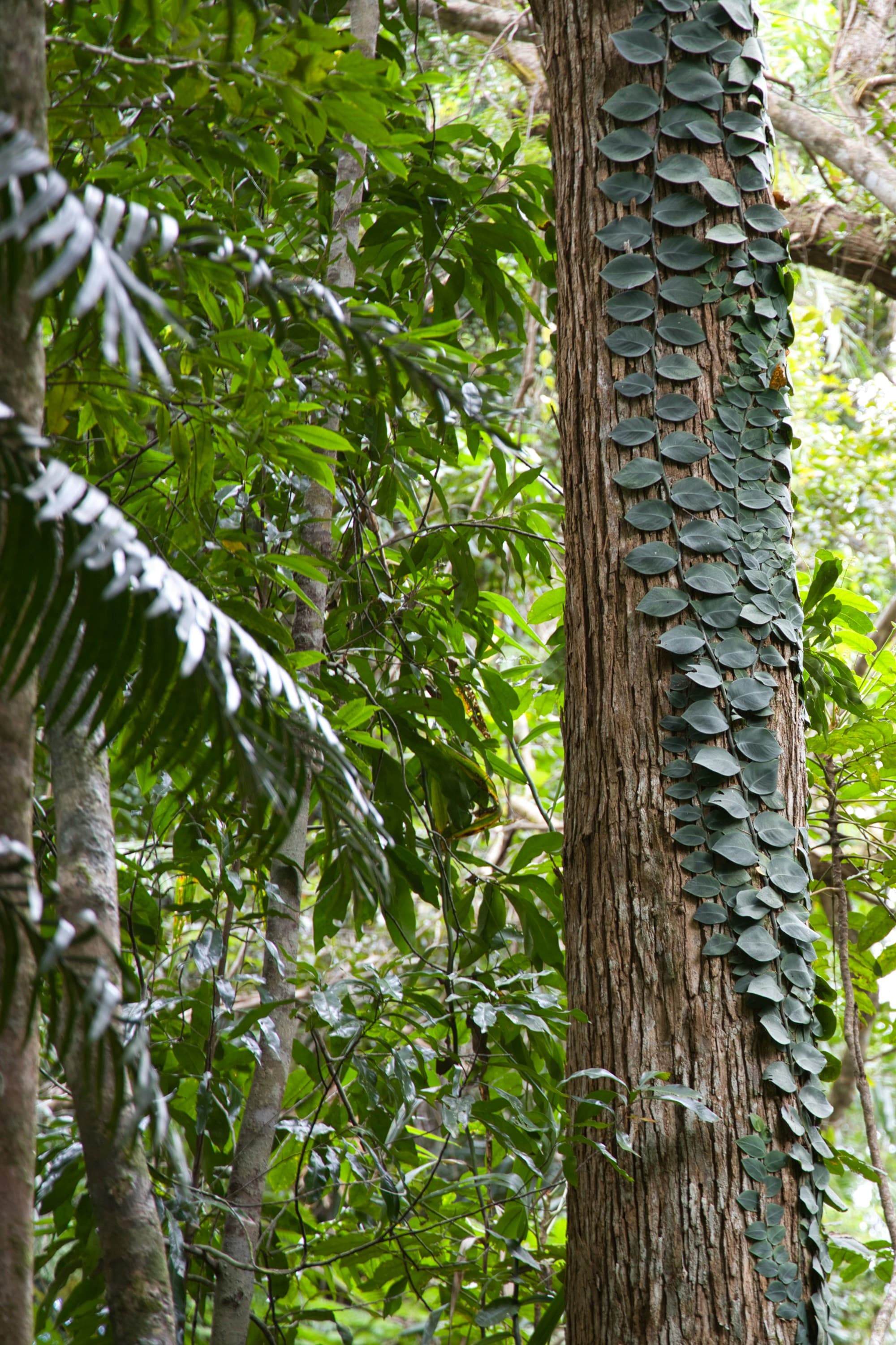 Tree with a lot of green leaves.