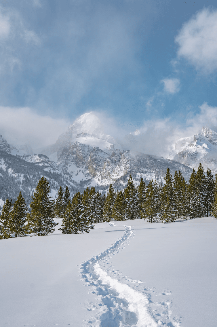 A snowy trail leading to a forest of pine trees with a snowy mountain in the distance and clouds hanging over the peaks.