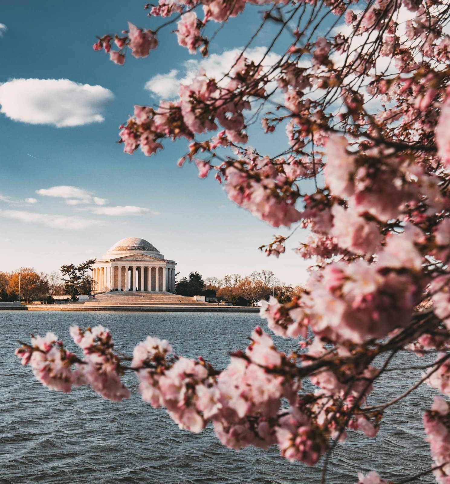 Cherry Blossoms bloom around the Thomas Jefferson Tidal Basin.