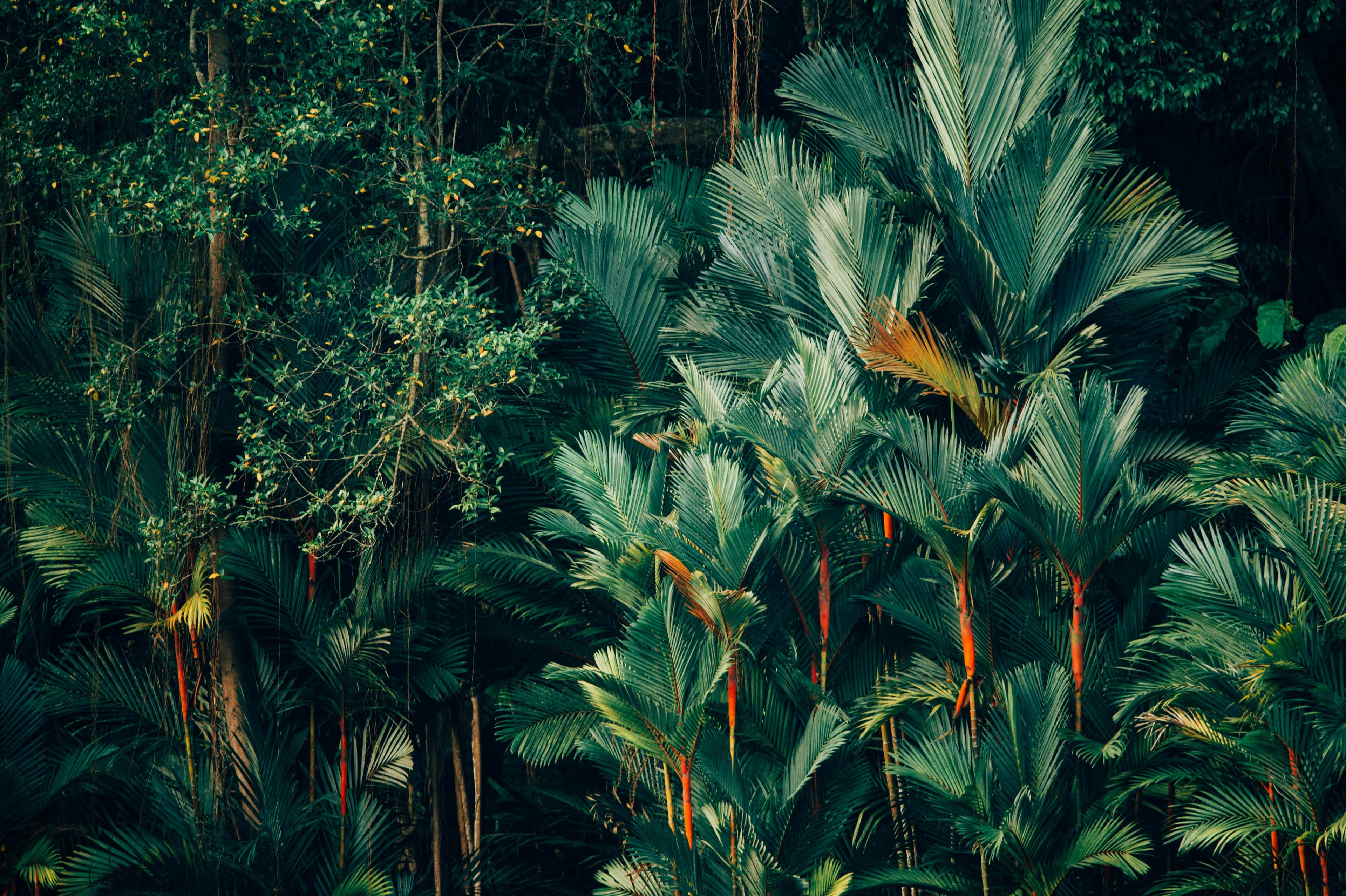 A lush rainforest with bright green foliage and splashes of orange that pop in the underbrush.