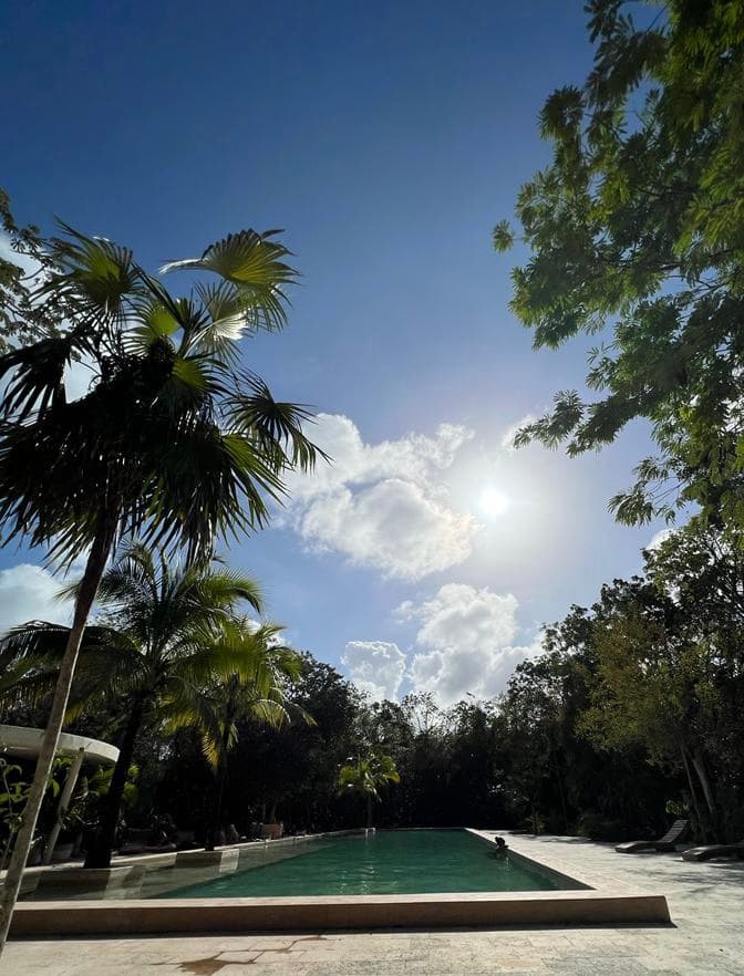 Sun shining over a pool with palm trees on either side.