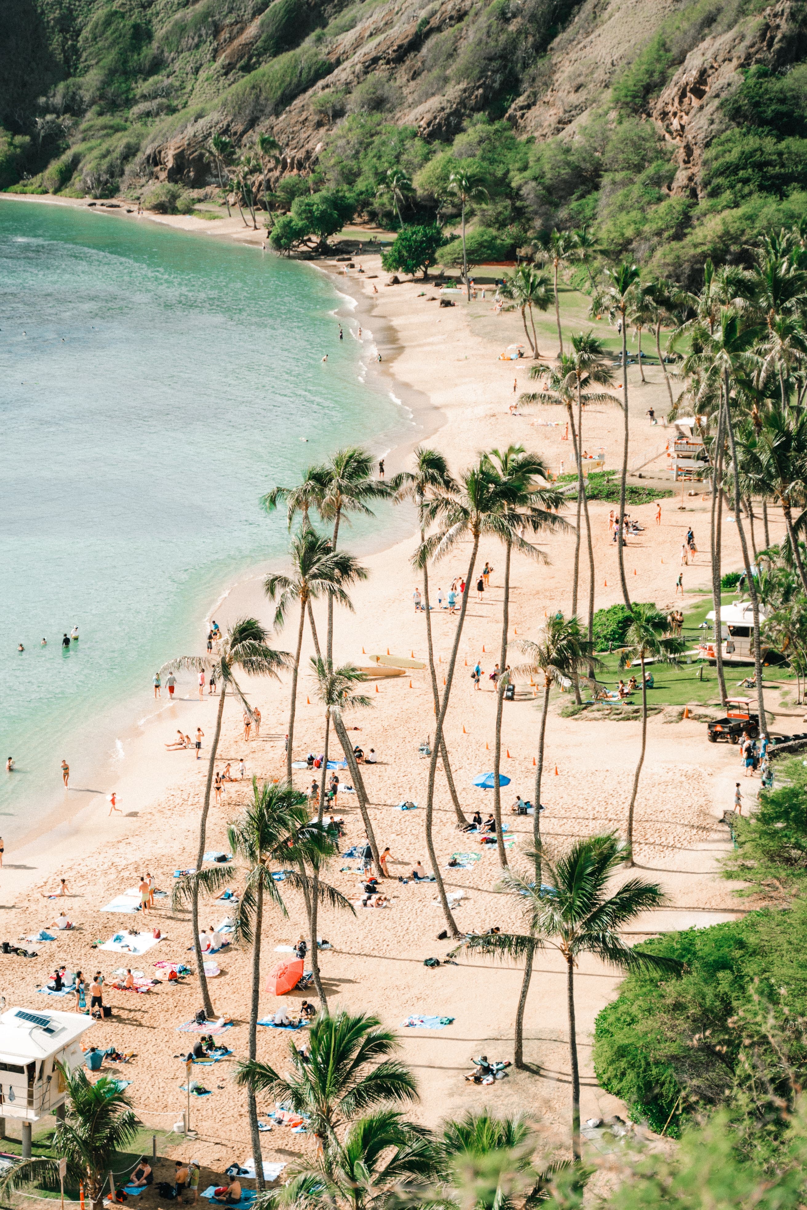 Hawaii beach surrounded with palm trees.