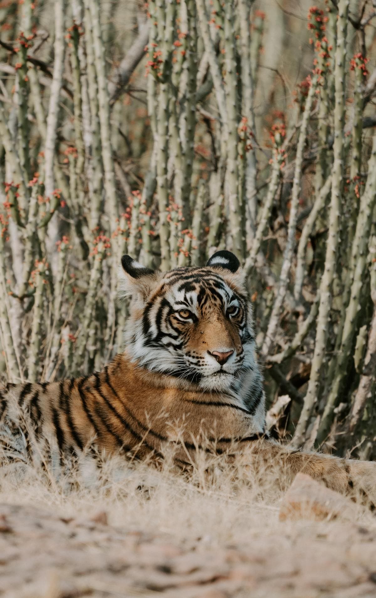 Tiger laying in grassy plain on a sunny day.