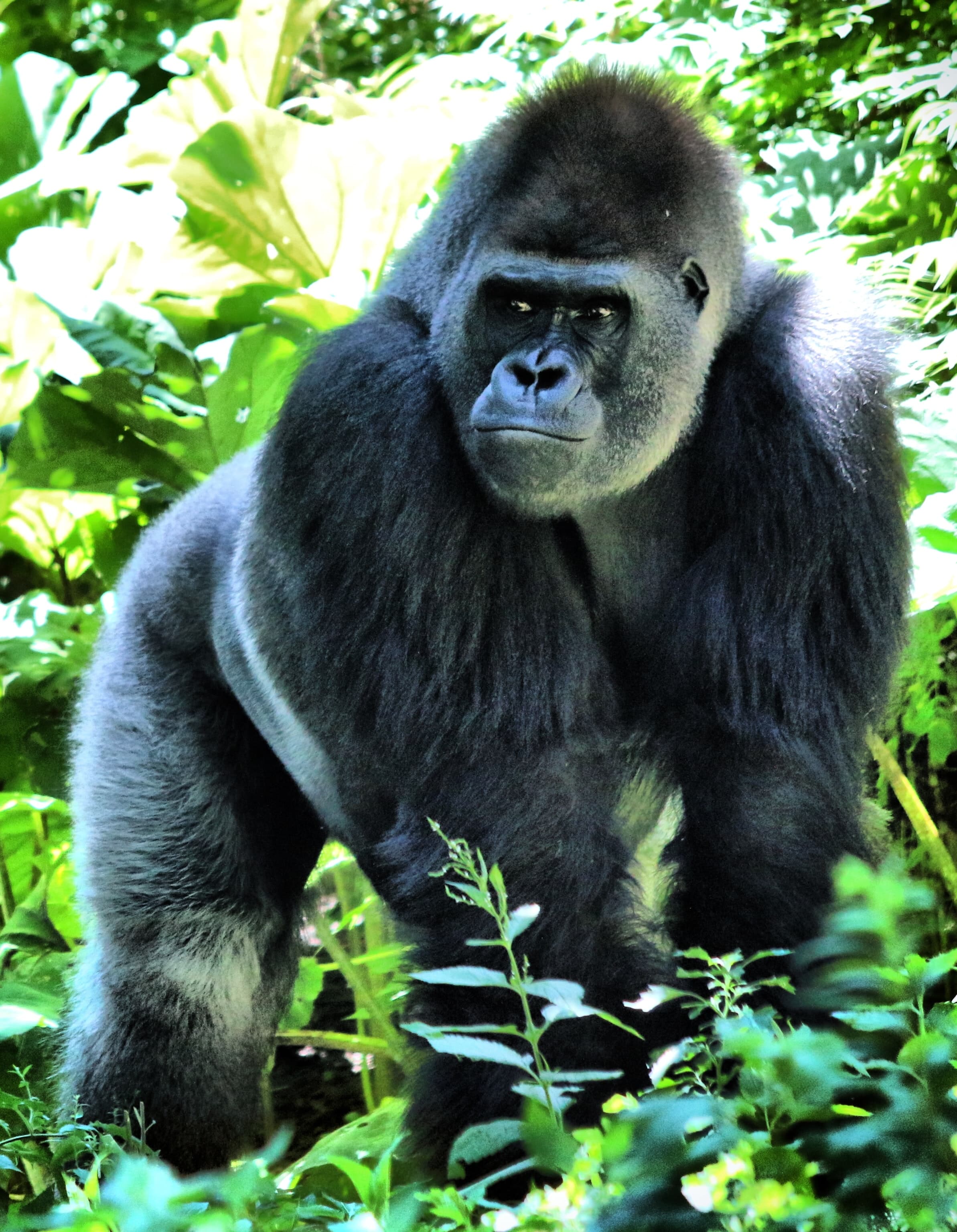 Gorilla standing surrounded by green plants