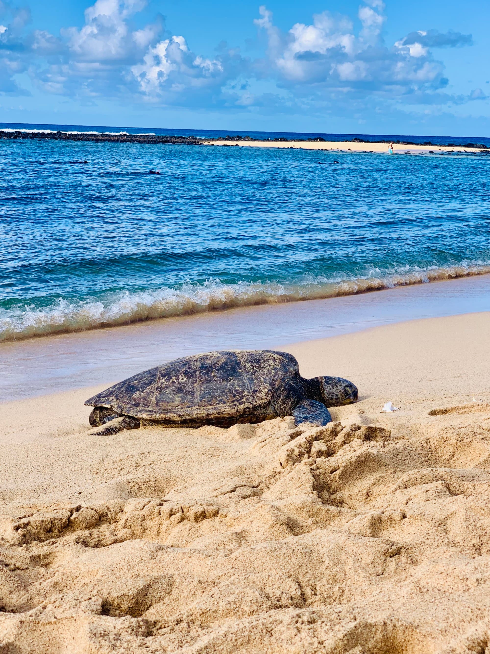 A turtle crawls across with the sand with the ocean in the background.