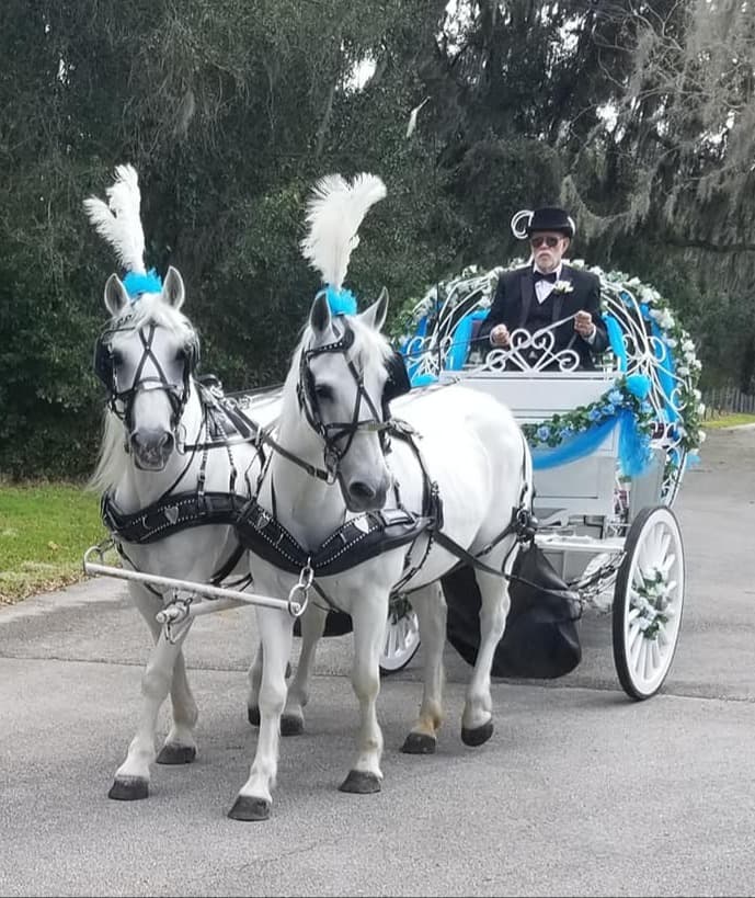 Feel like royalty in a horse-drawn carriage ride at Celebration with a smartly dressed driver in a lush park on a clear day.