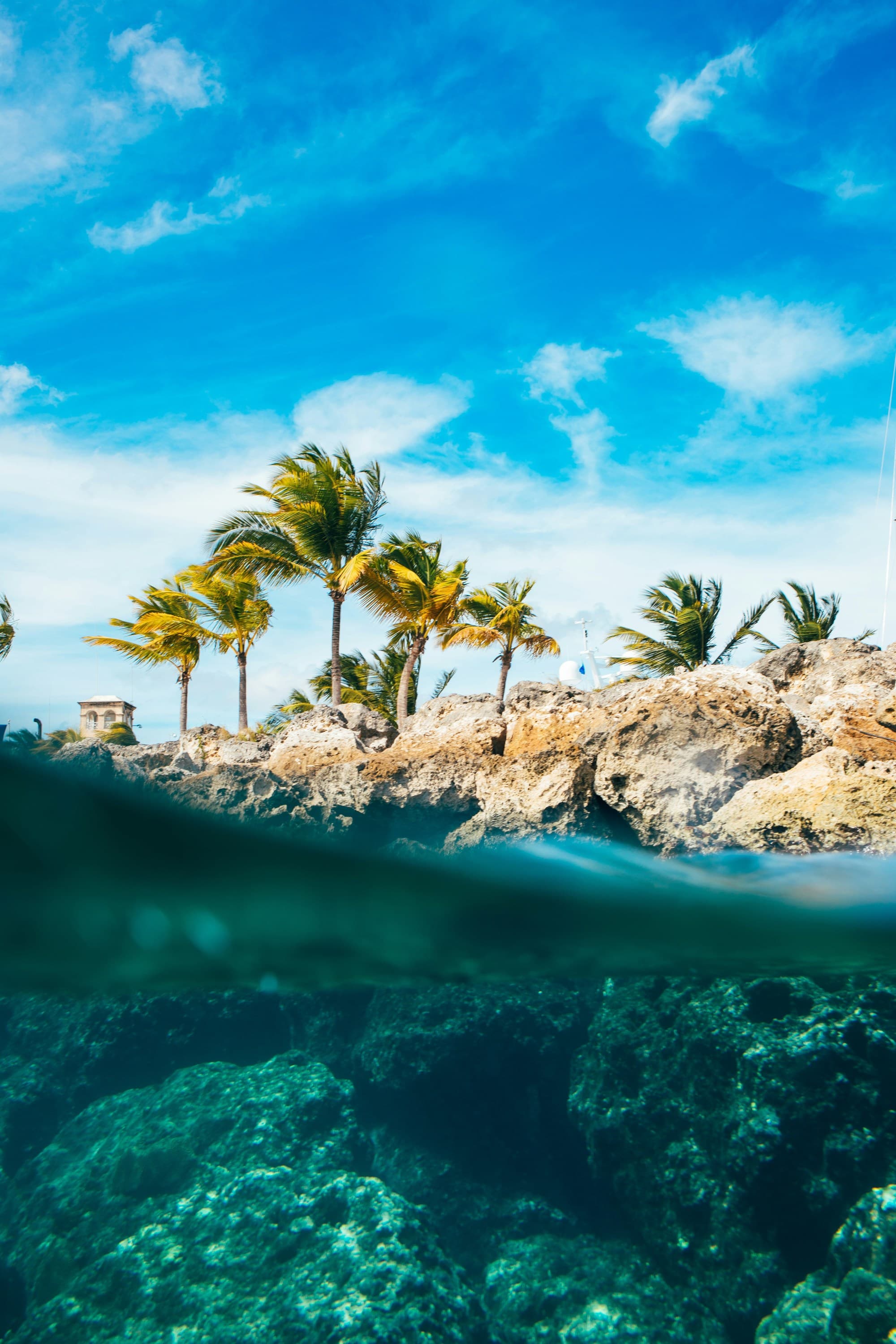 The image presents a tropical over-under scene with palm trees above water and underwater rocks visible below the surface.