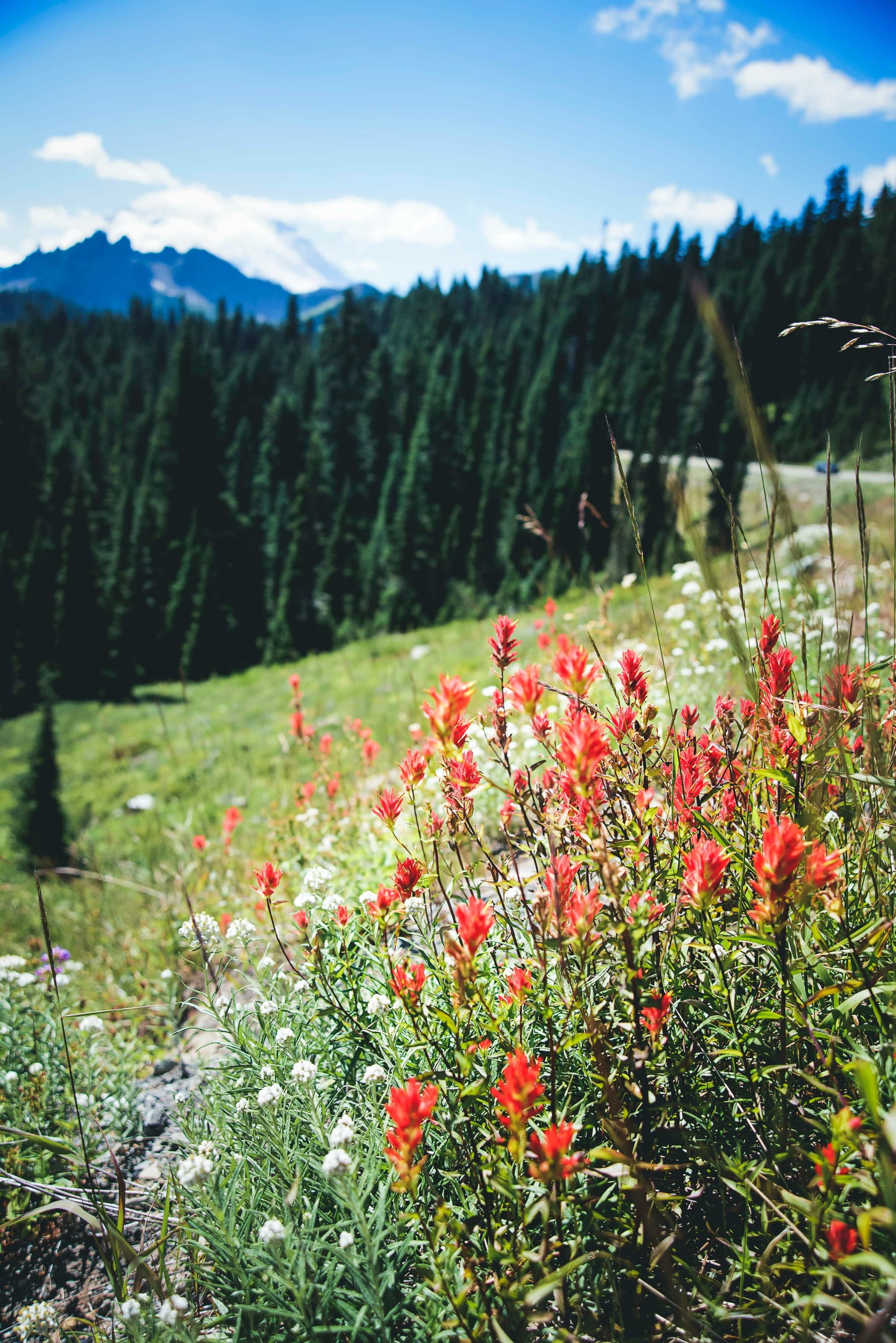 Orange wild flowers in a green field.