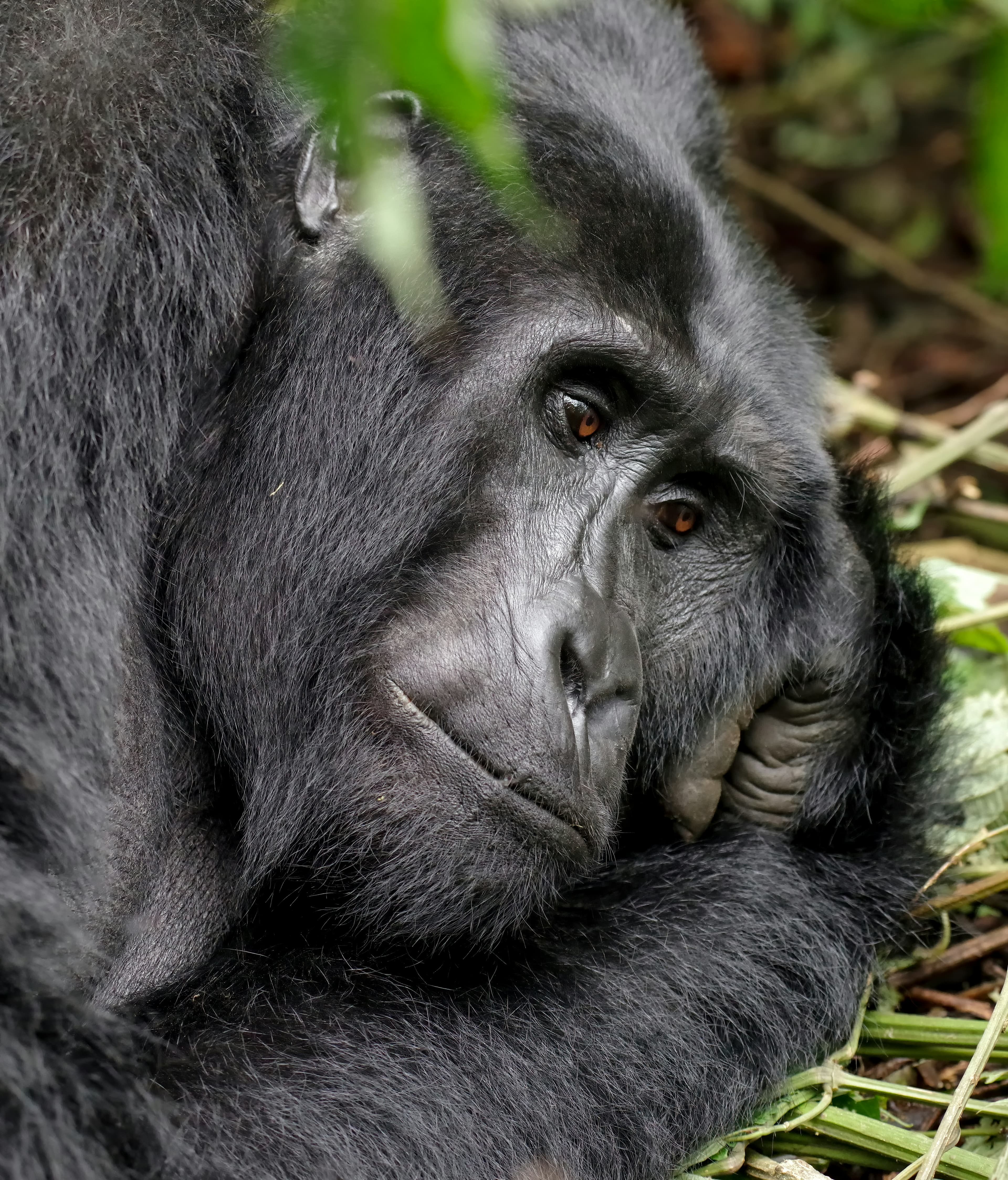 A close-up of a black-furred primate resting on his hands atop foliage.