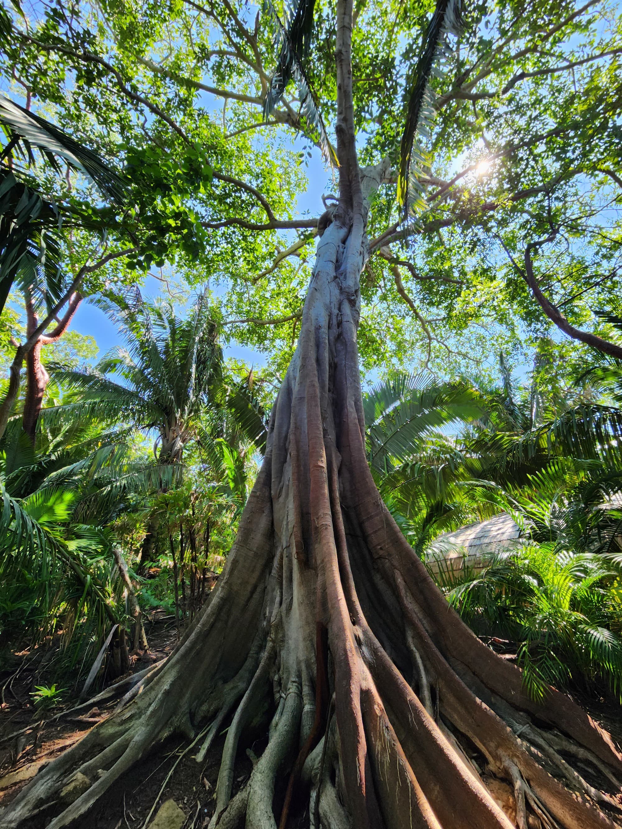 A low-angled view of a tree in a forest