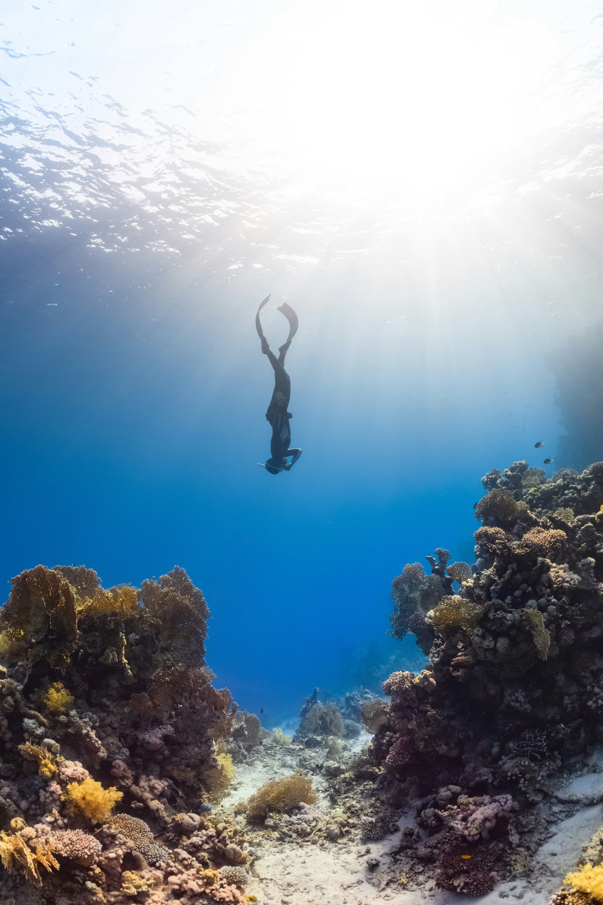 A woman diving down into the ocean towards coral reefs
