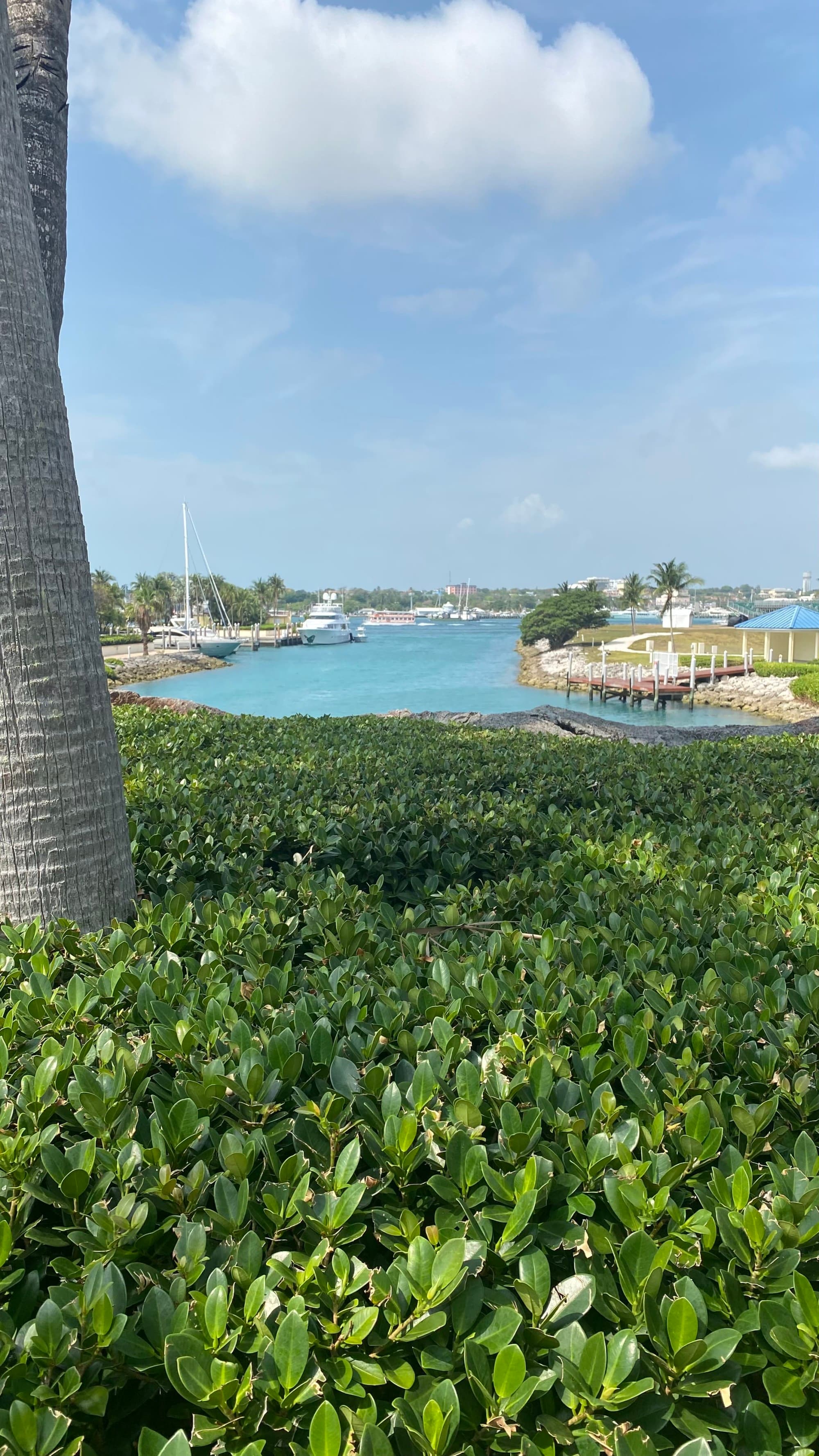 This image depicts green shrubs in front of a blue body of water with surrounding land, boats and buildings.