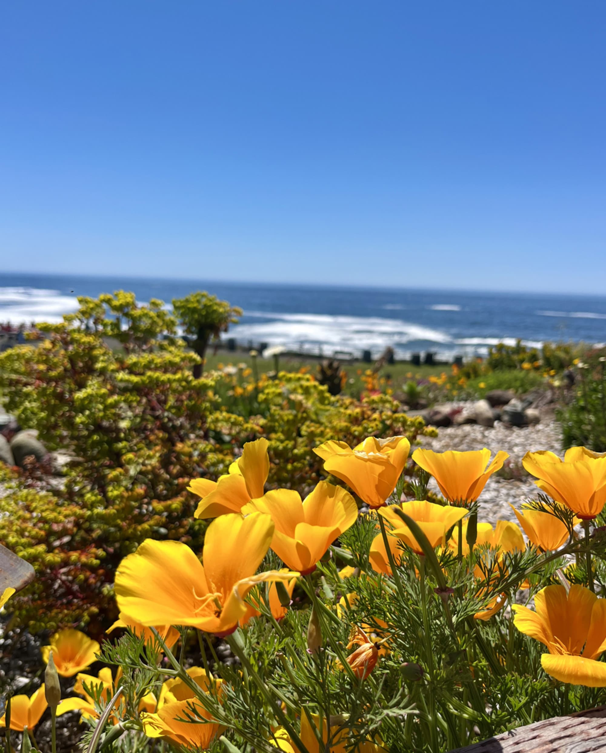A vibrant display of yellow blooms foregrounds a serene beach scene, set against the backdrop of a clear blue sky.