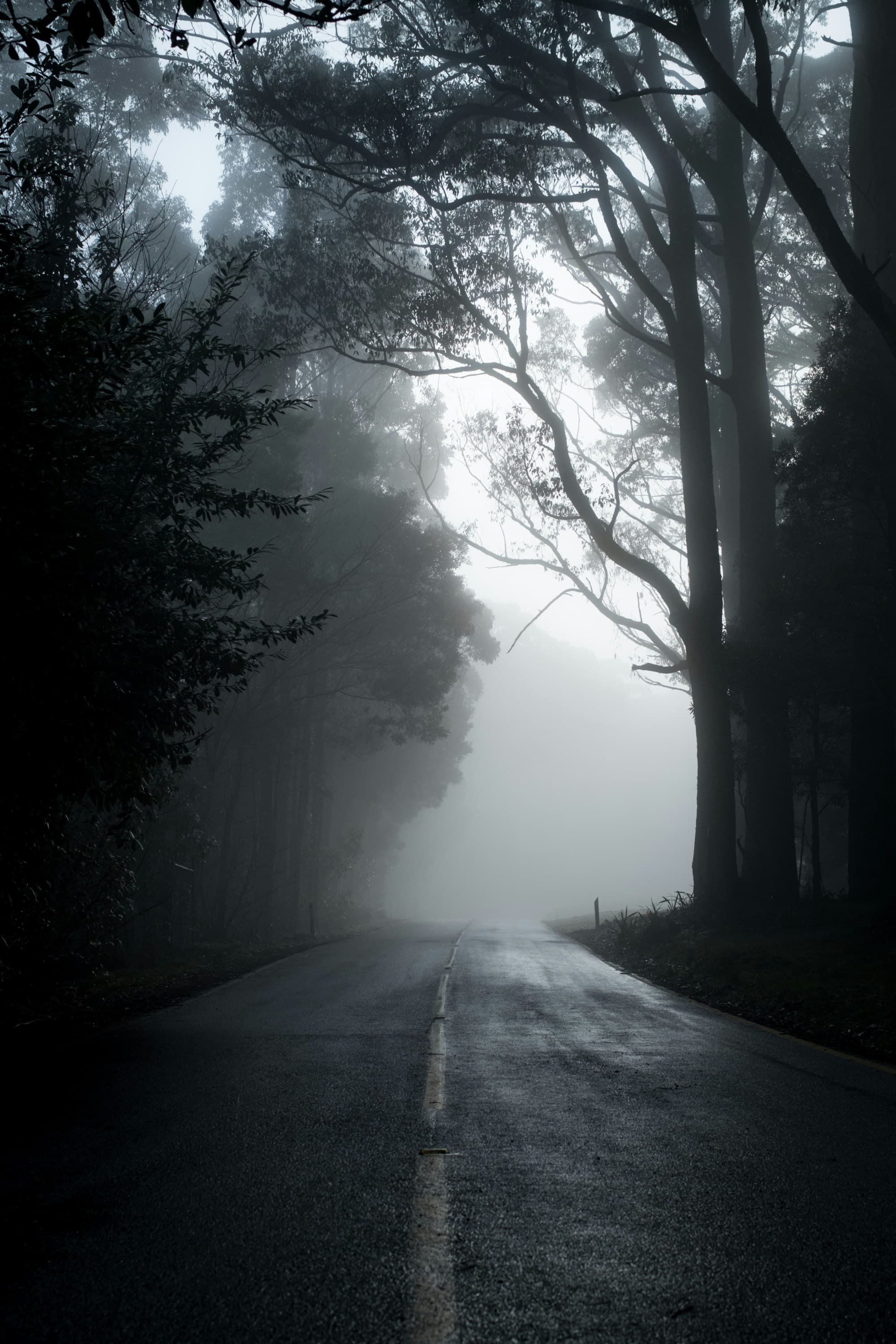 The image depicts a misty road flanked by tall trees, creating an atmospheric and mysterious scene.