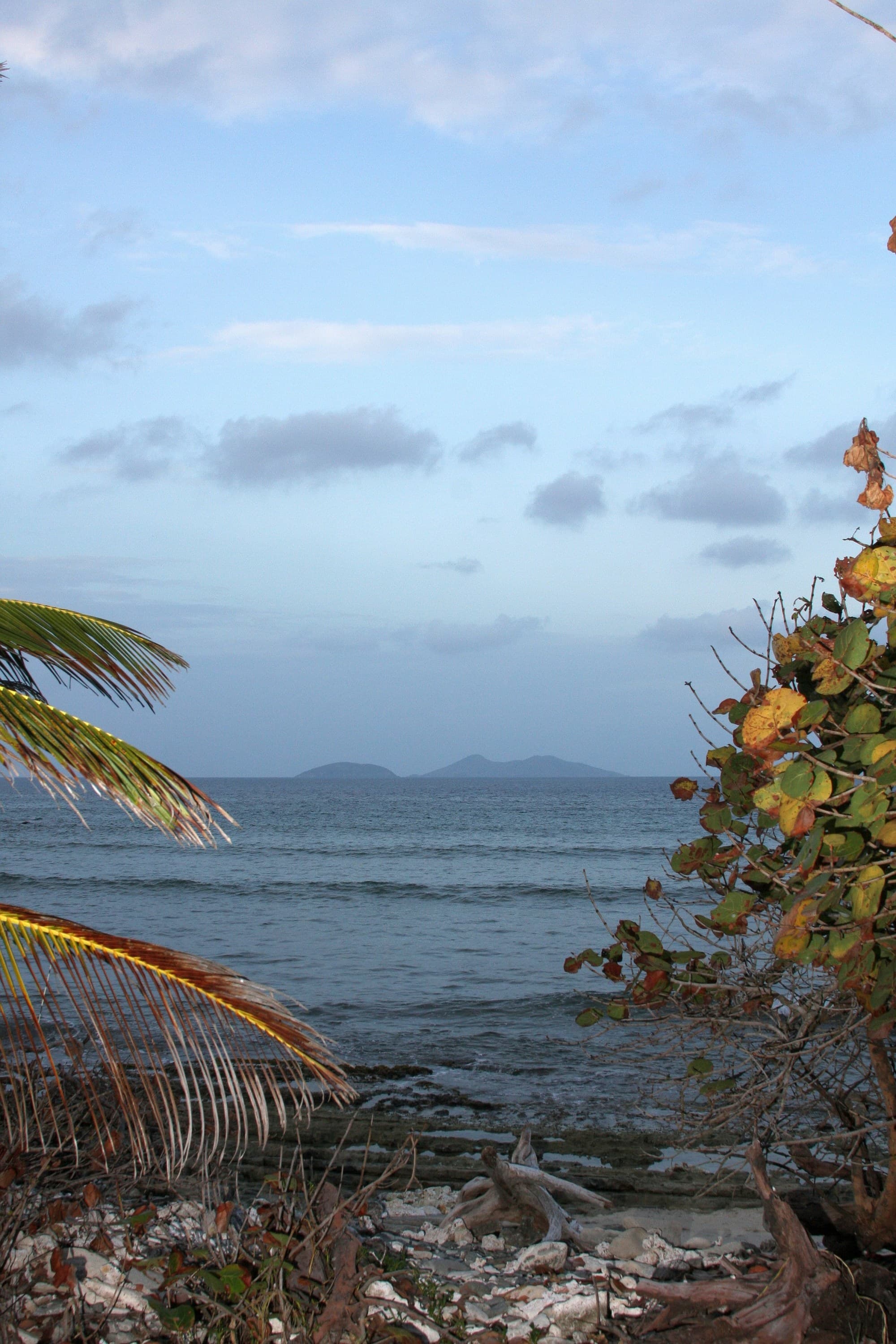 A tranquil beach scene with driftwood and tropical foliage framing a calm ocean and distant island.