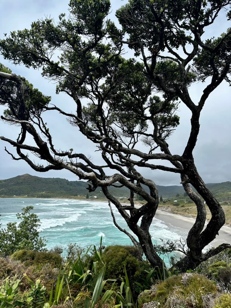 A tree with curvy branches, and natural brush before a beach on a semi-cloudy day.