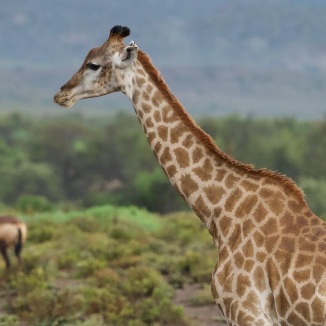 A giraffe during the daytime.