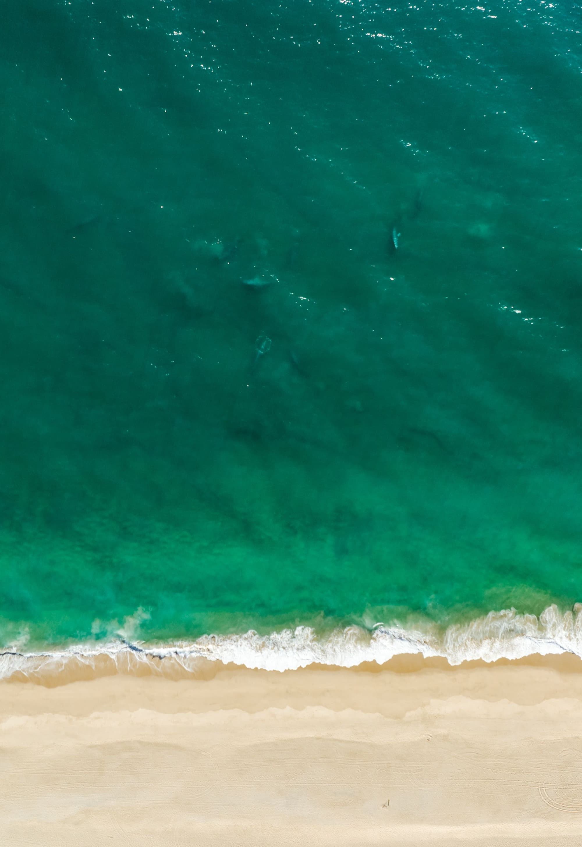 deep green waters on a sandy shore with small whales swimming beneath the surface