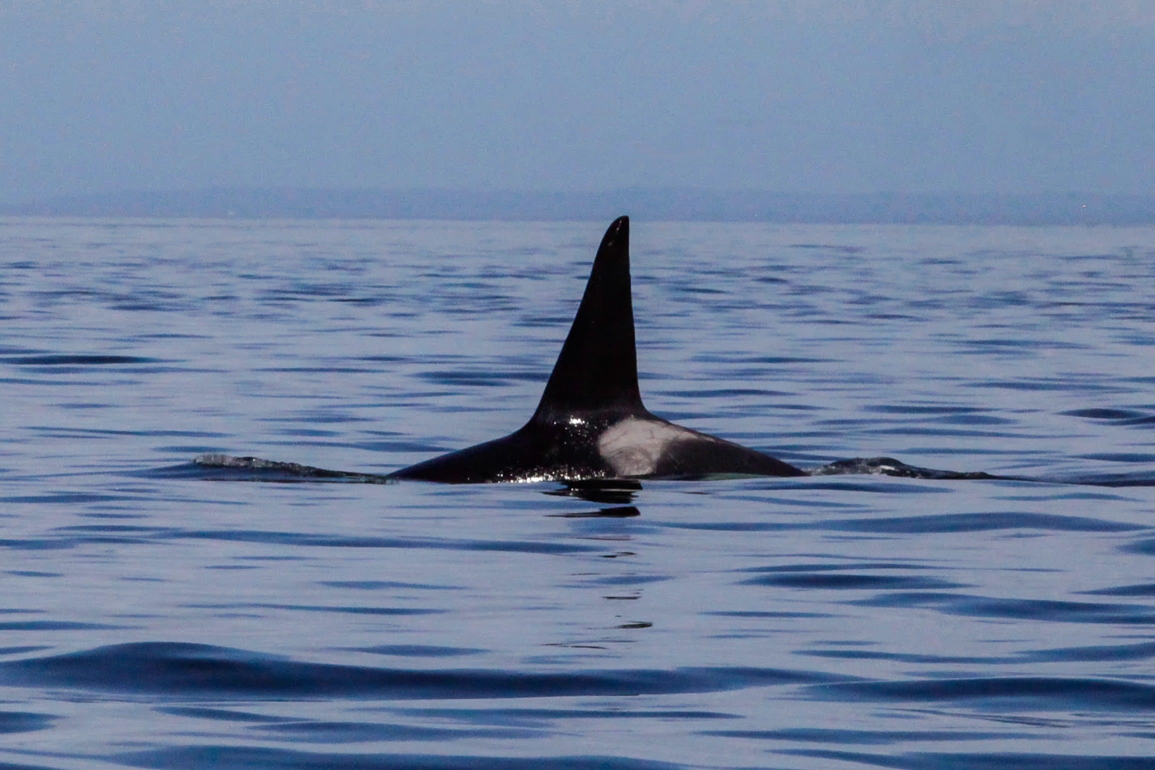 The top of a black and white orca whale in the middle of the ocean on a dark day