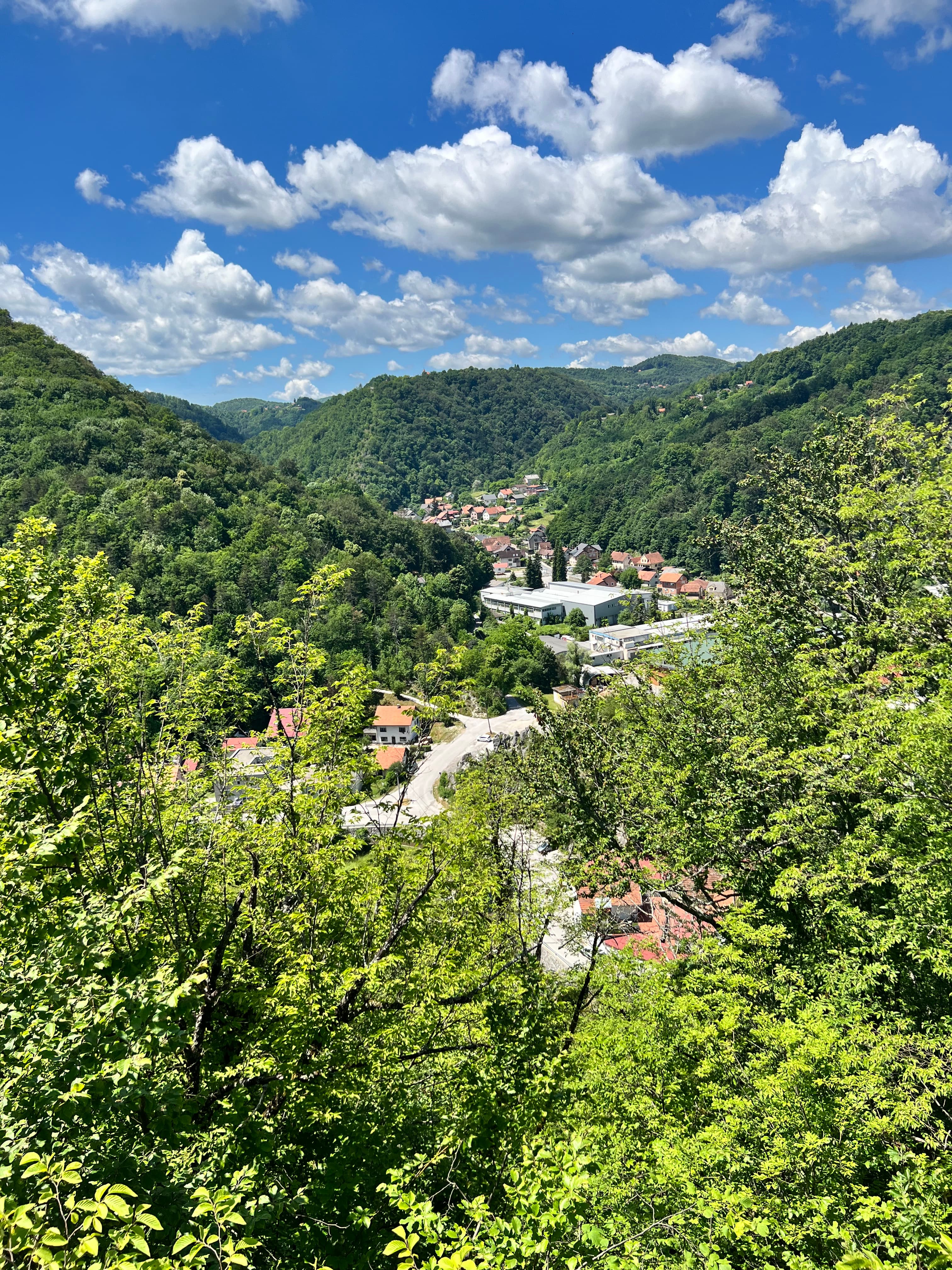 A view of green trees and plants beneath a cloudy blue sky.