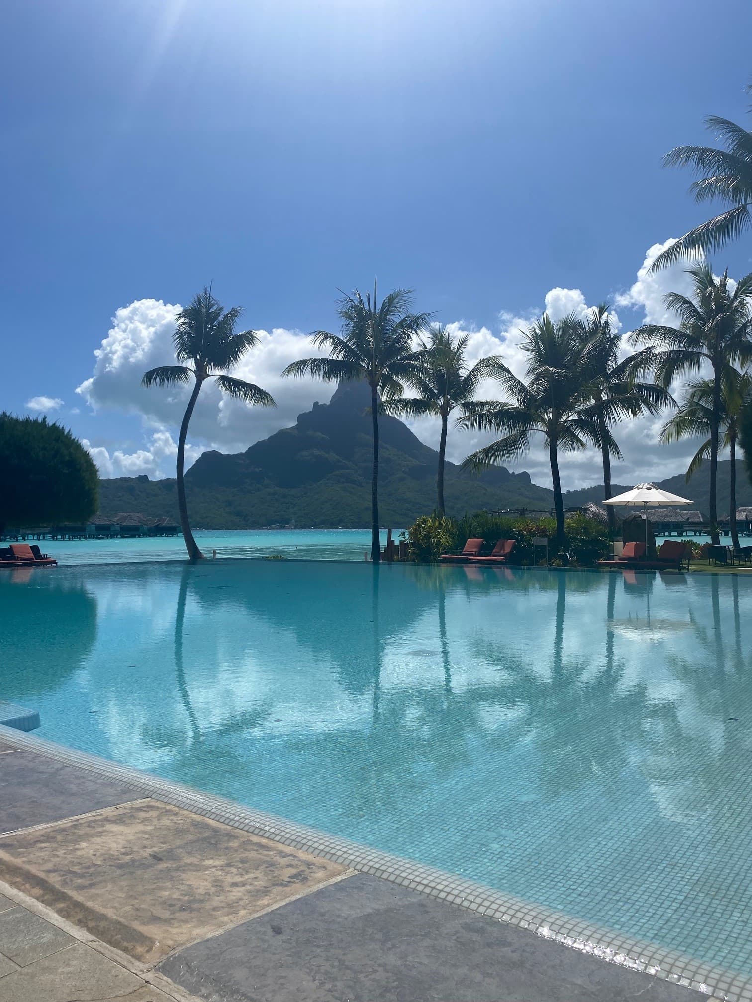 palm trees on the beach side