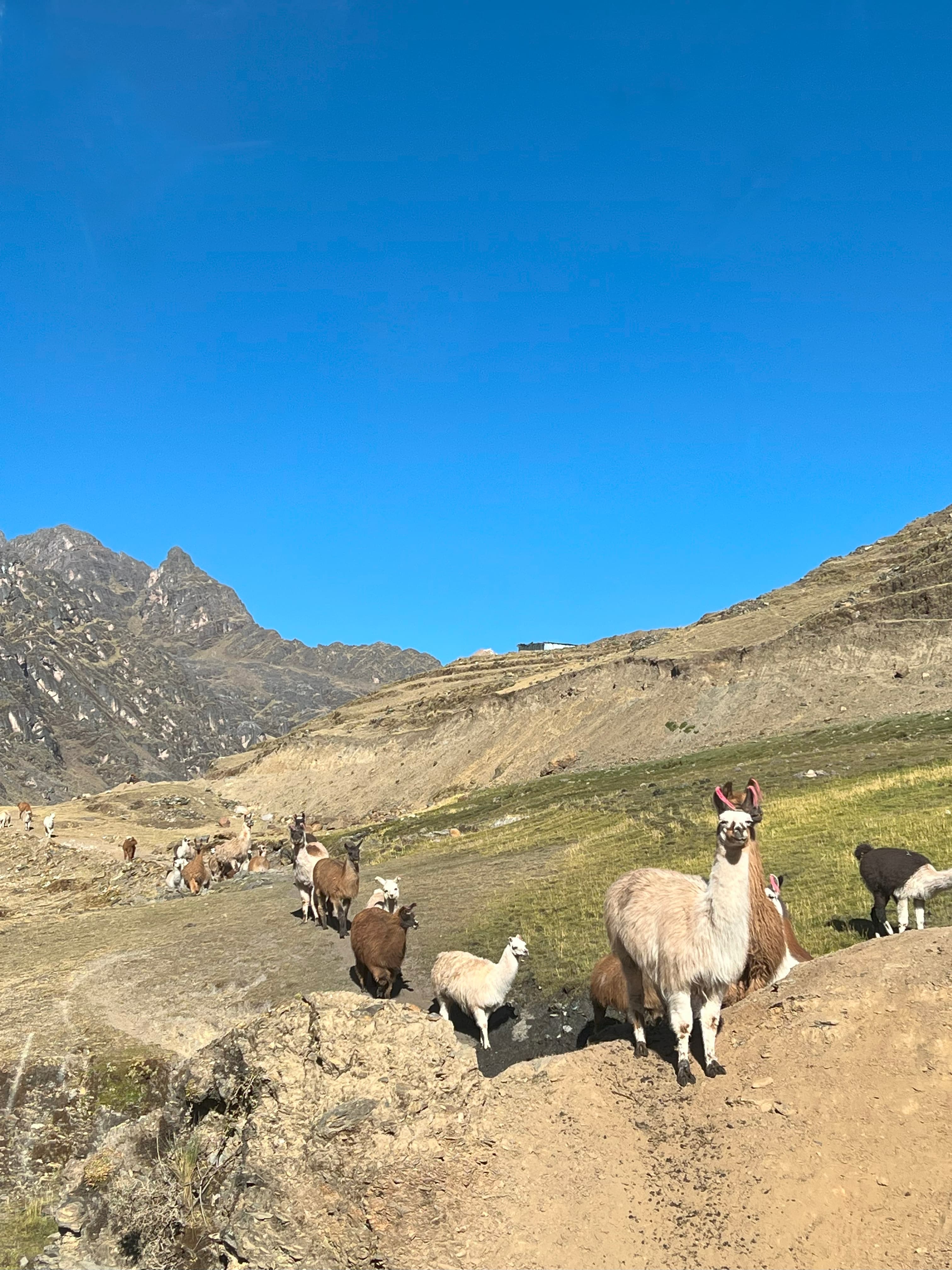 Llamas at Sacred Valley