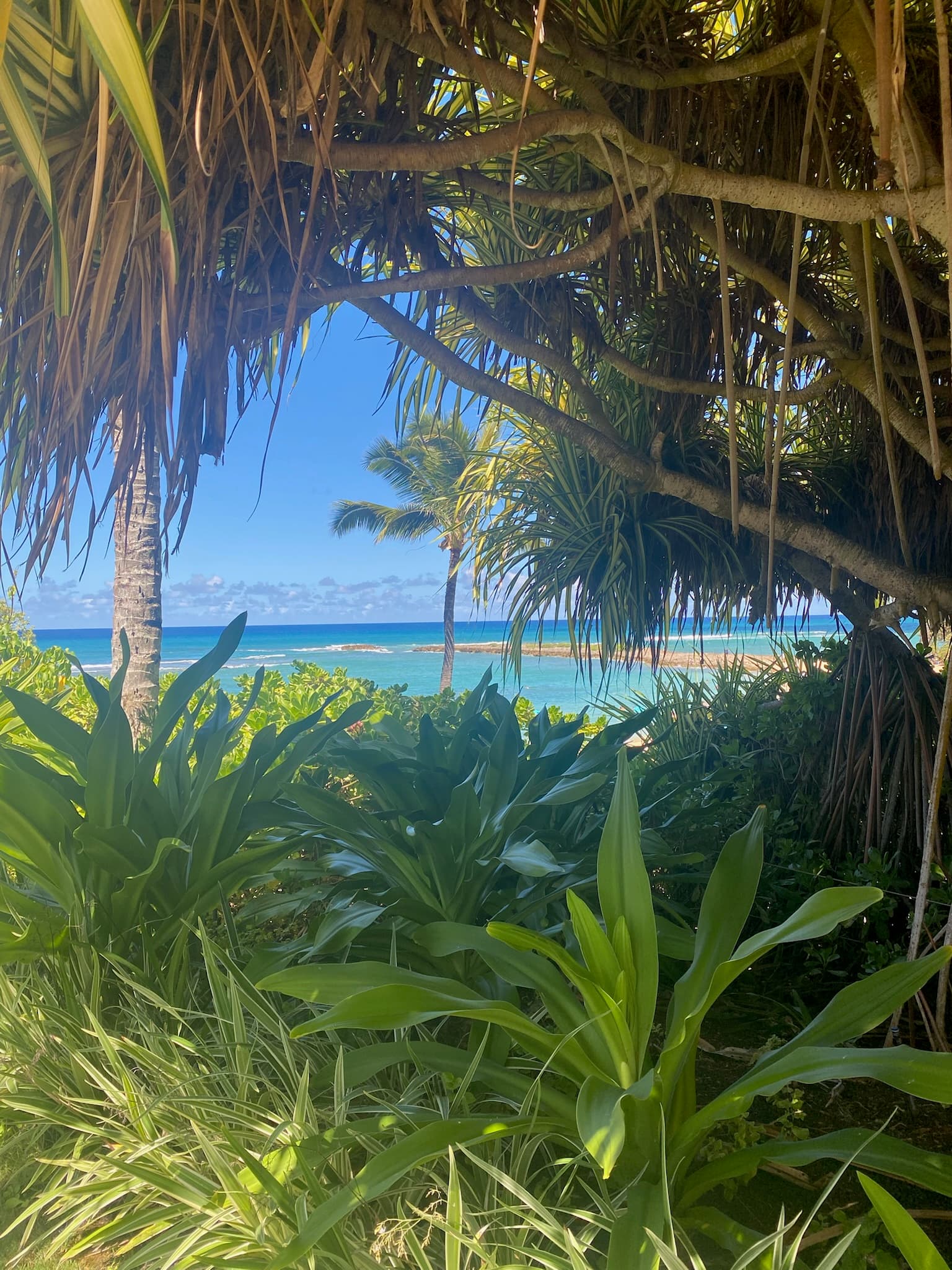 A view of green plants, palm trees and the ocean in the distance beneath the blue sky.