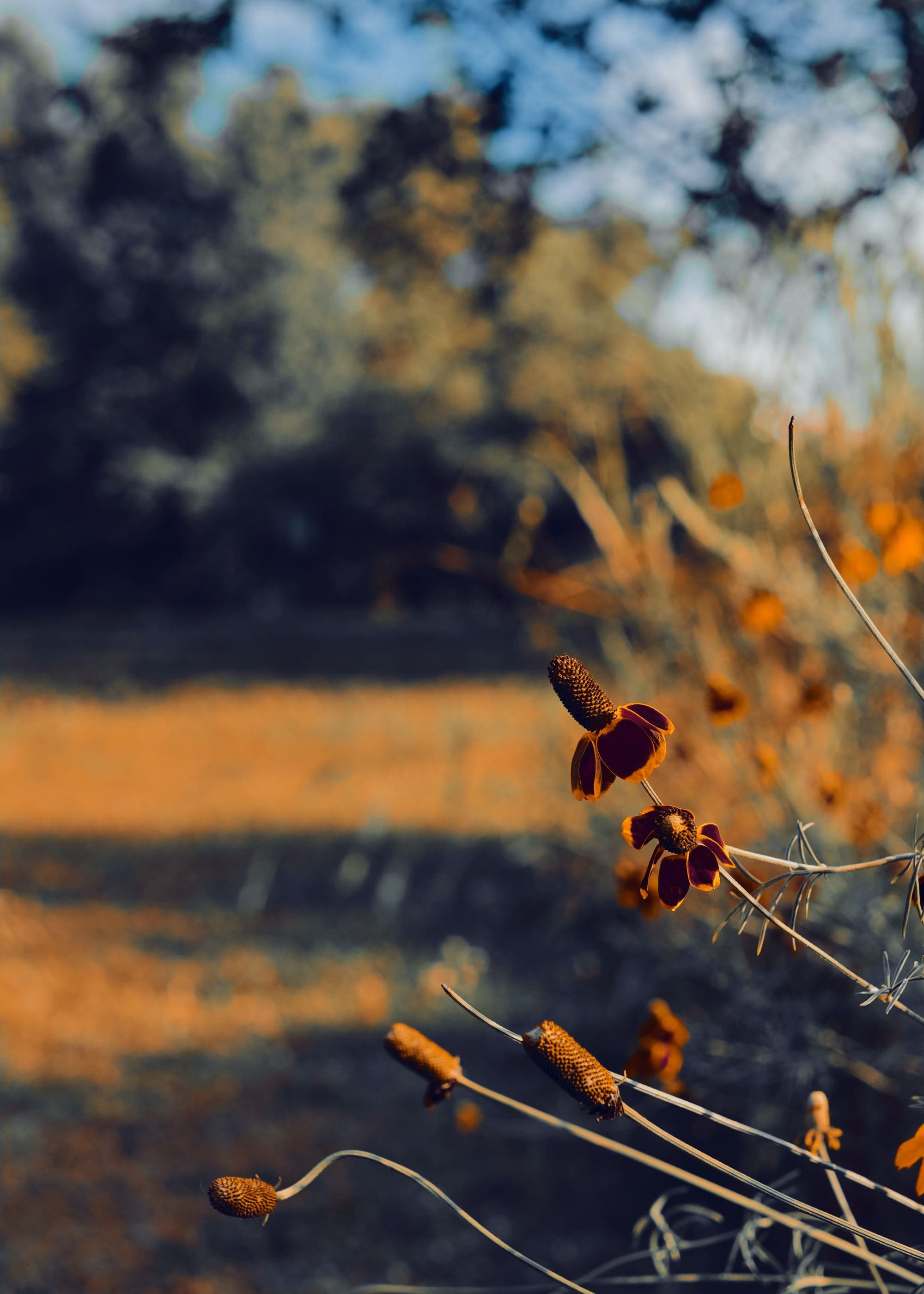 close up of orange flowers and fall foliage