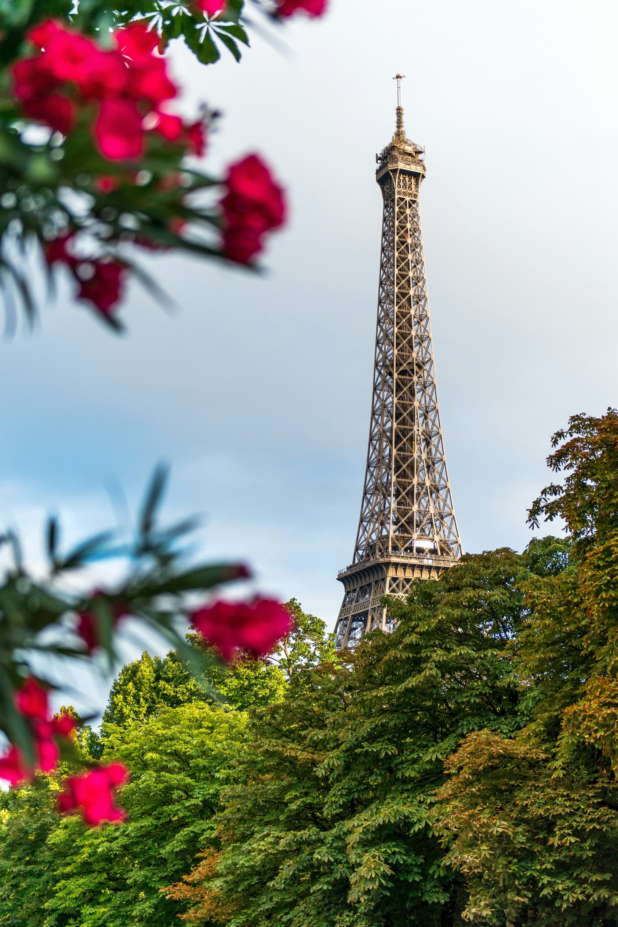A low-angled photo of the Eiffel Tower behind red flowers as seen from one of the best arrondissements to stay in Paris.