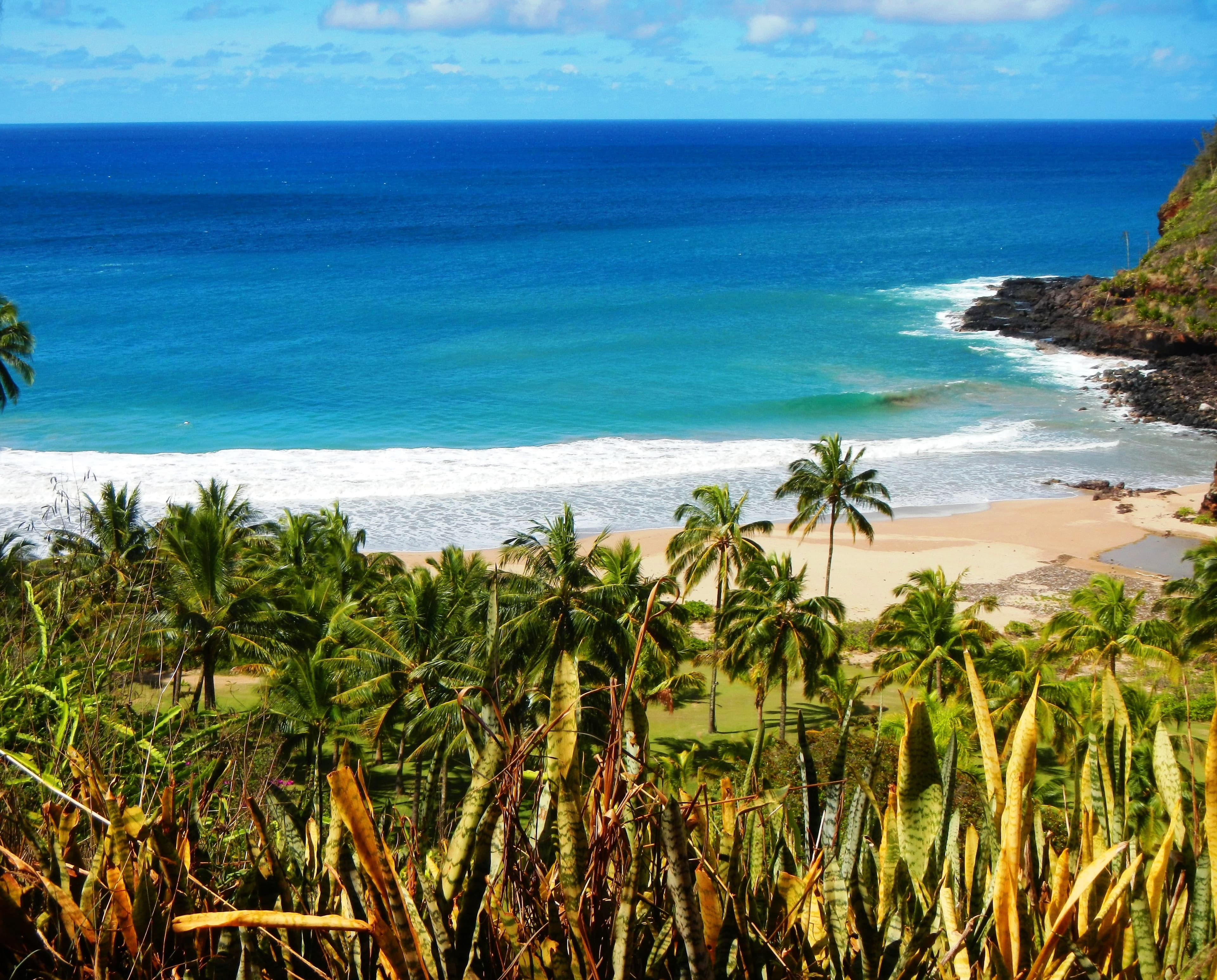 Palm trees next to beach and body of water during daytime