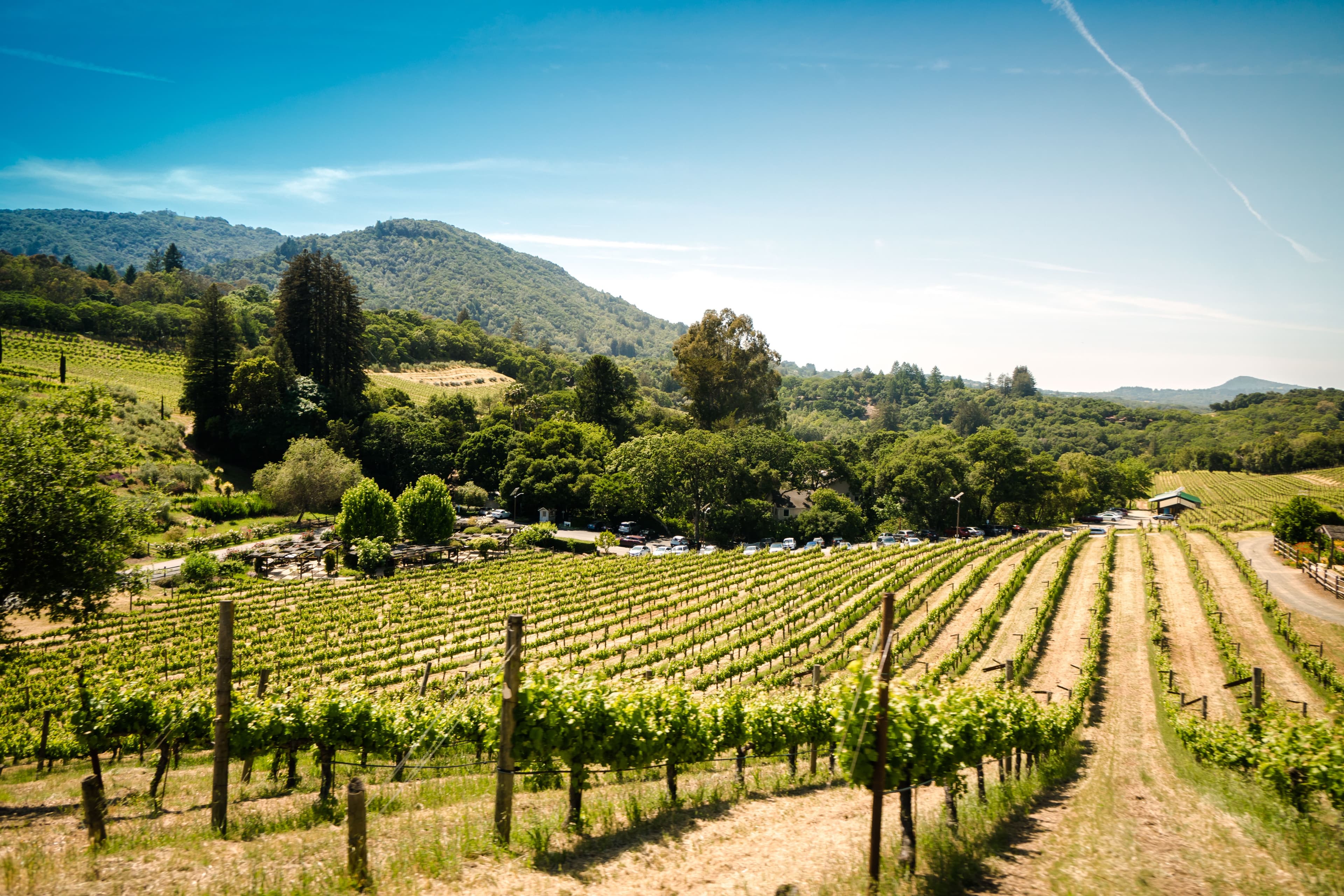 Green vineyard in California with trees and mountains in the background on a sunny day