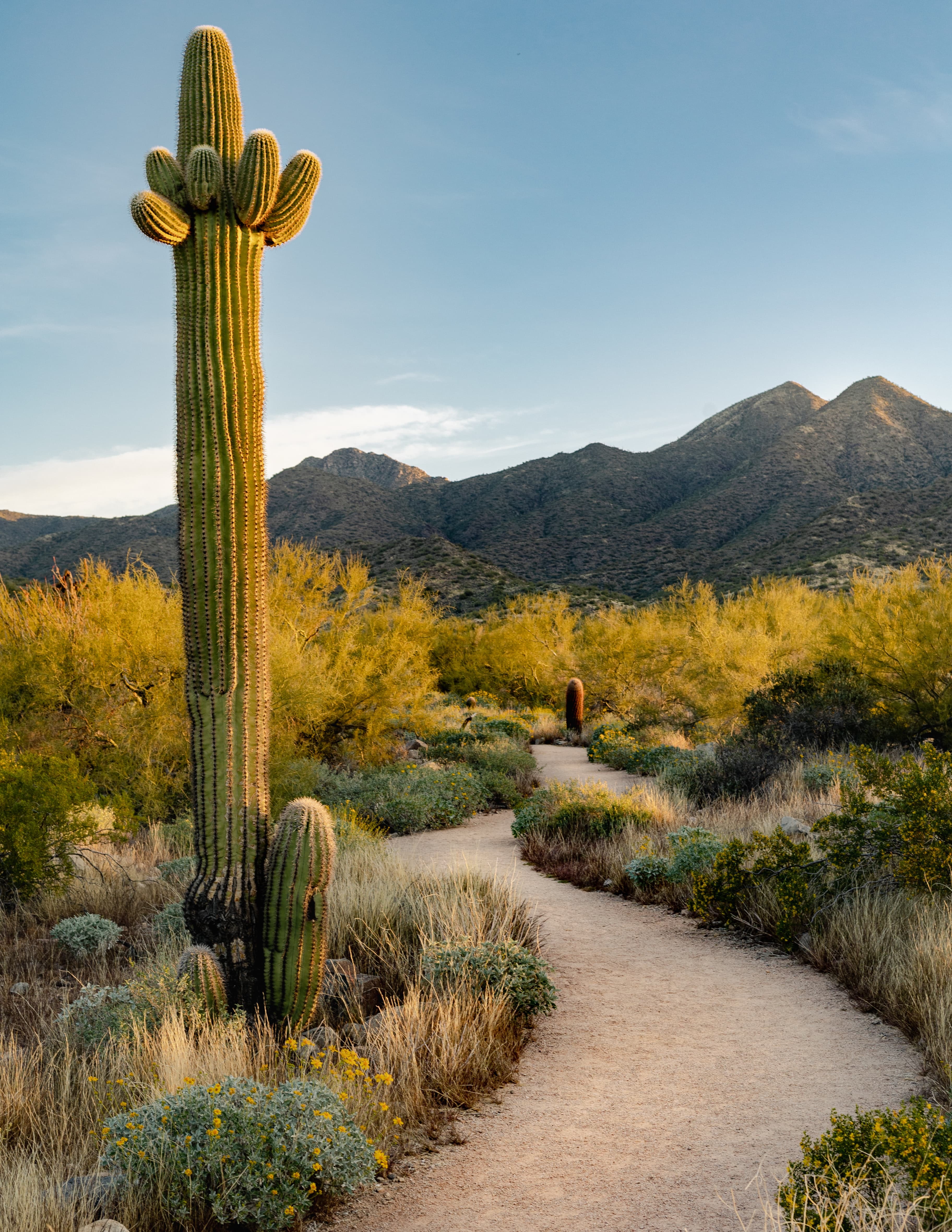 Cactus next to a path with a mountain in the background on a sunny day