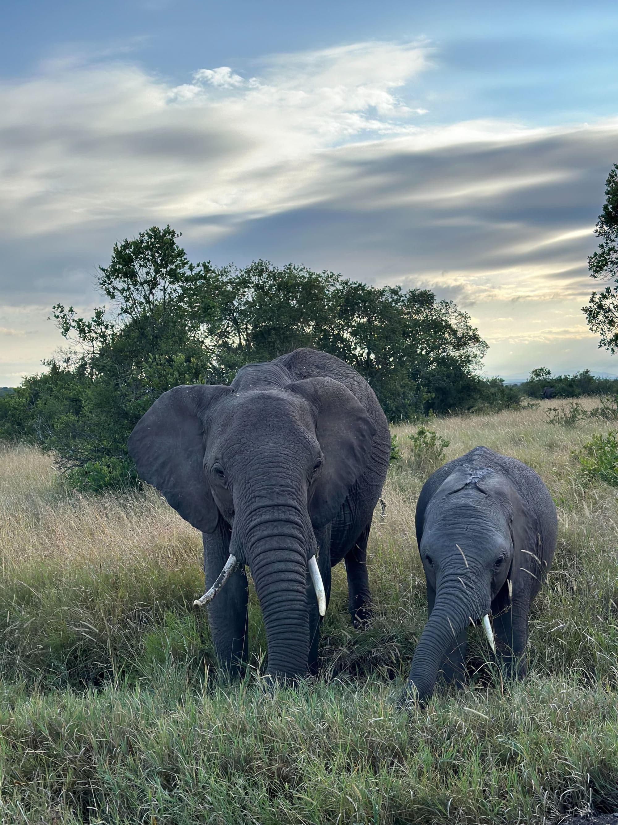 A mama and baby elephant walk side by side on a grassy African plain