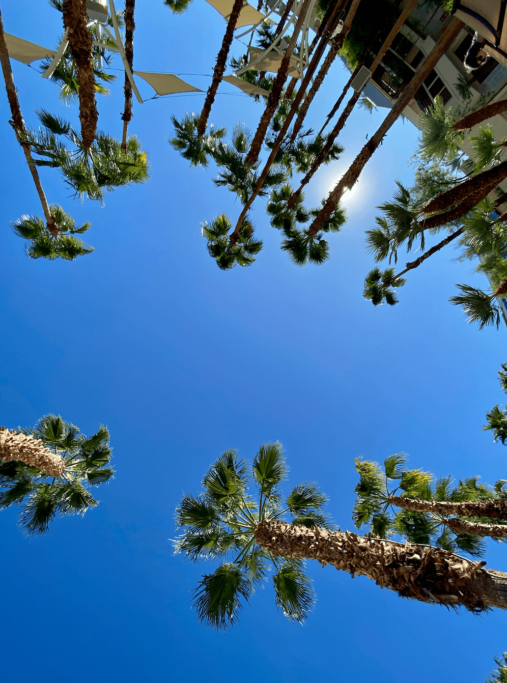A view of a bright blue sky and palm trees from below