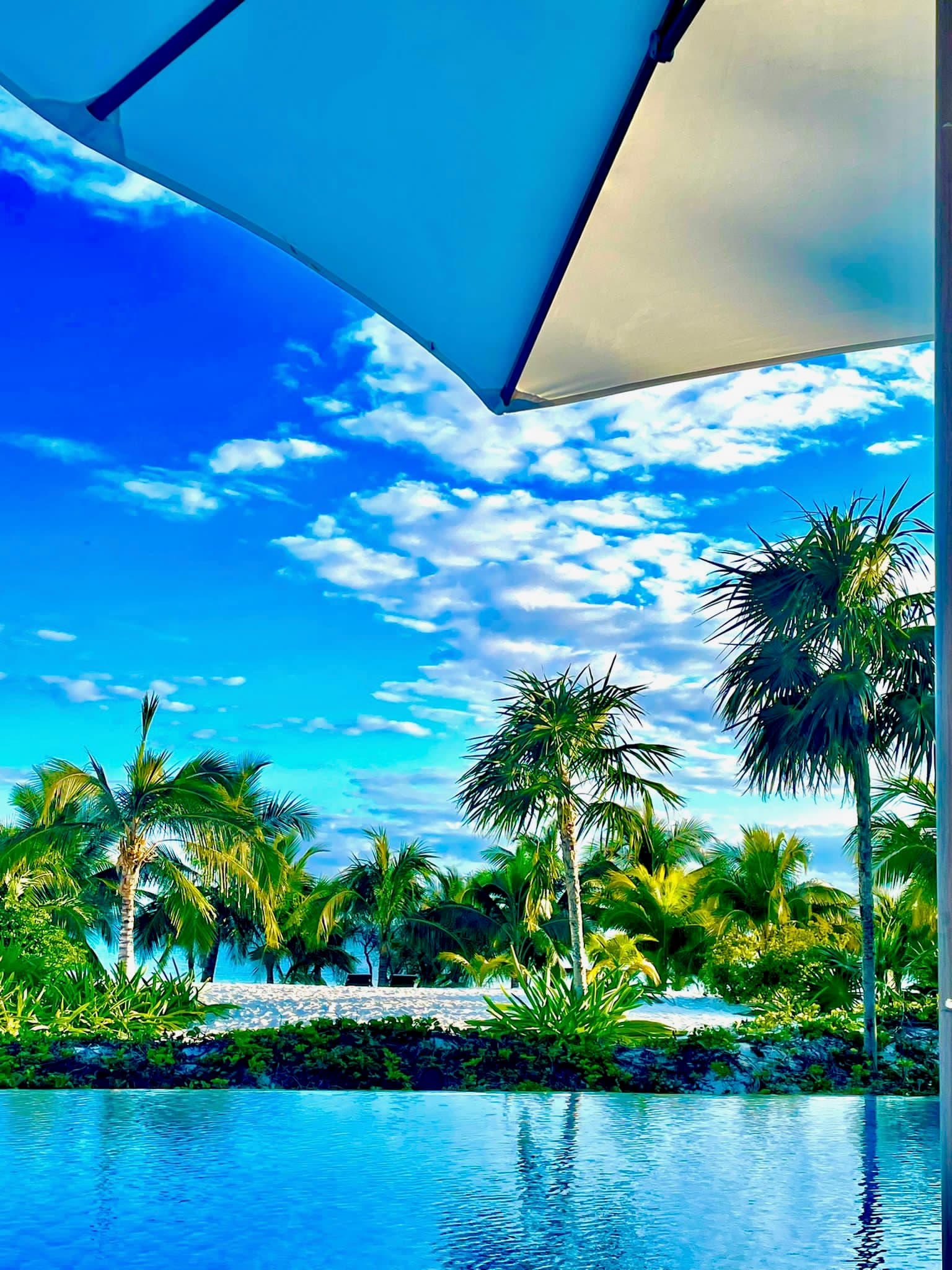 Pool and poolside view with palm trees.