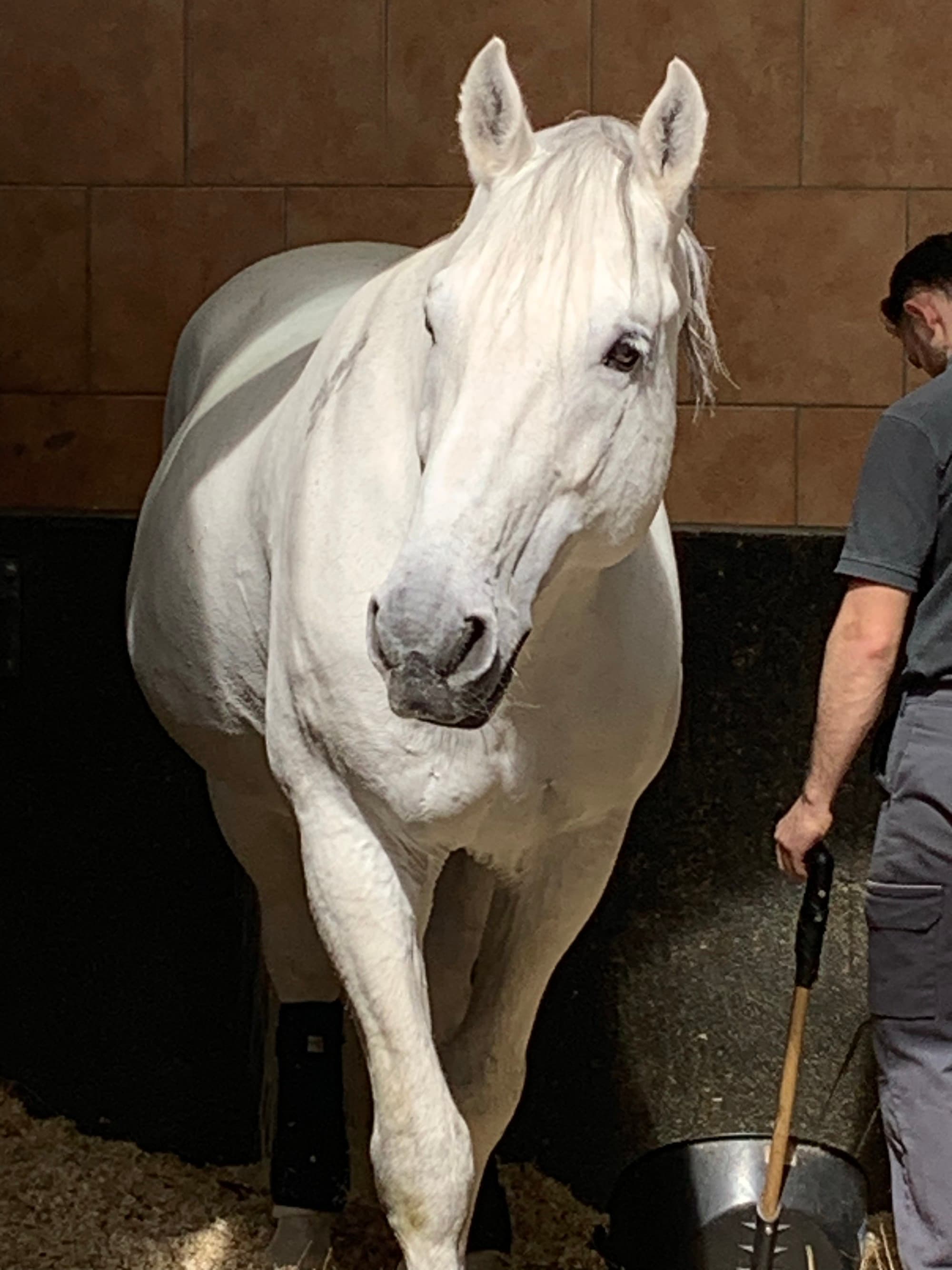 A large white horse with a man clearing up to one side.