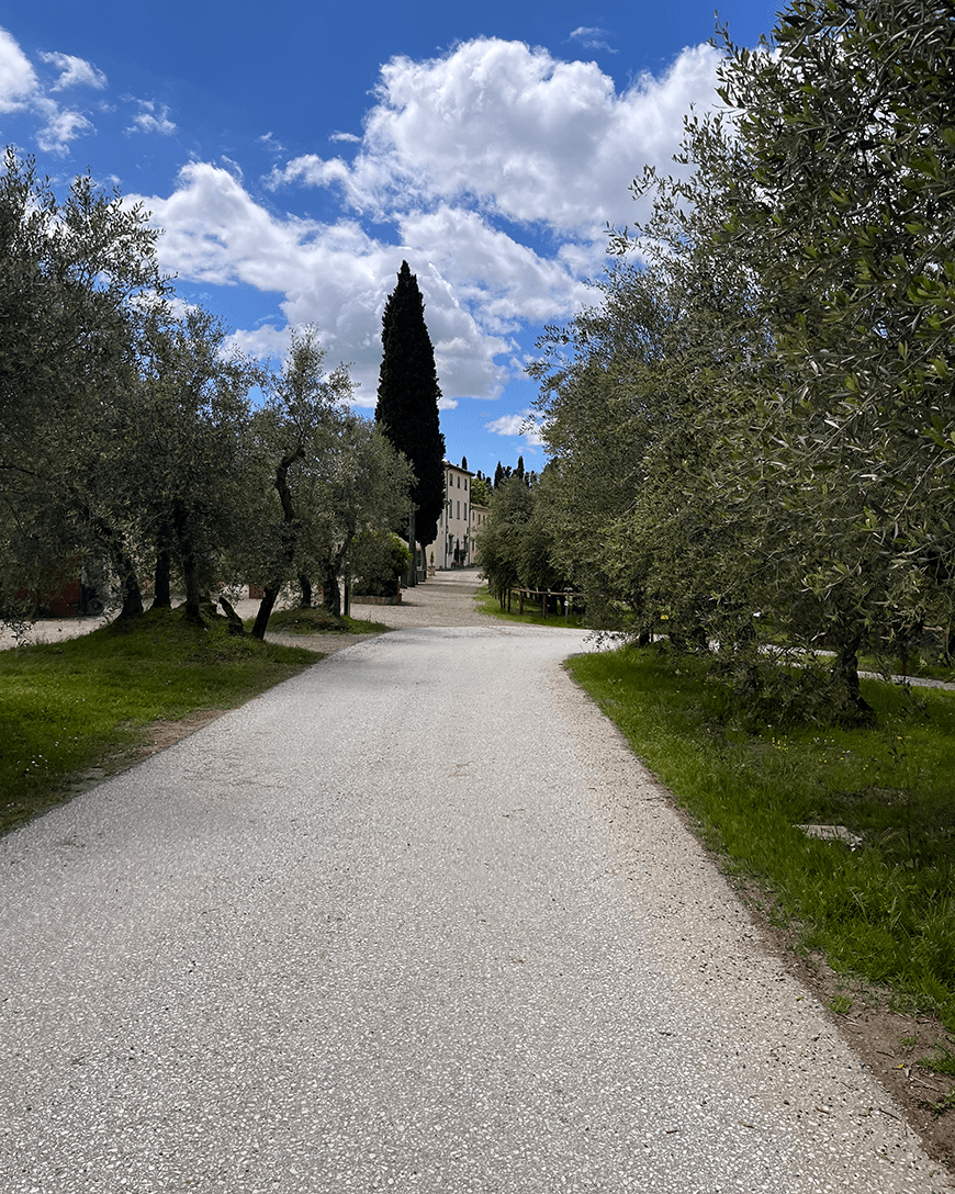A view of park or courtyard grounds with a paved pathway lined with olive trees, and a stone building in the distance.