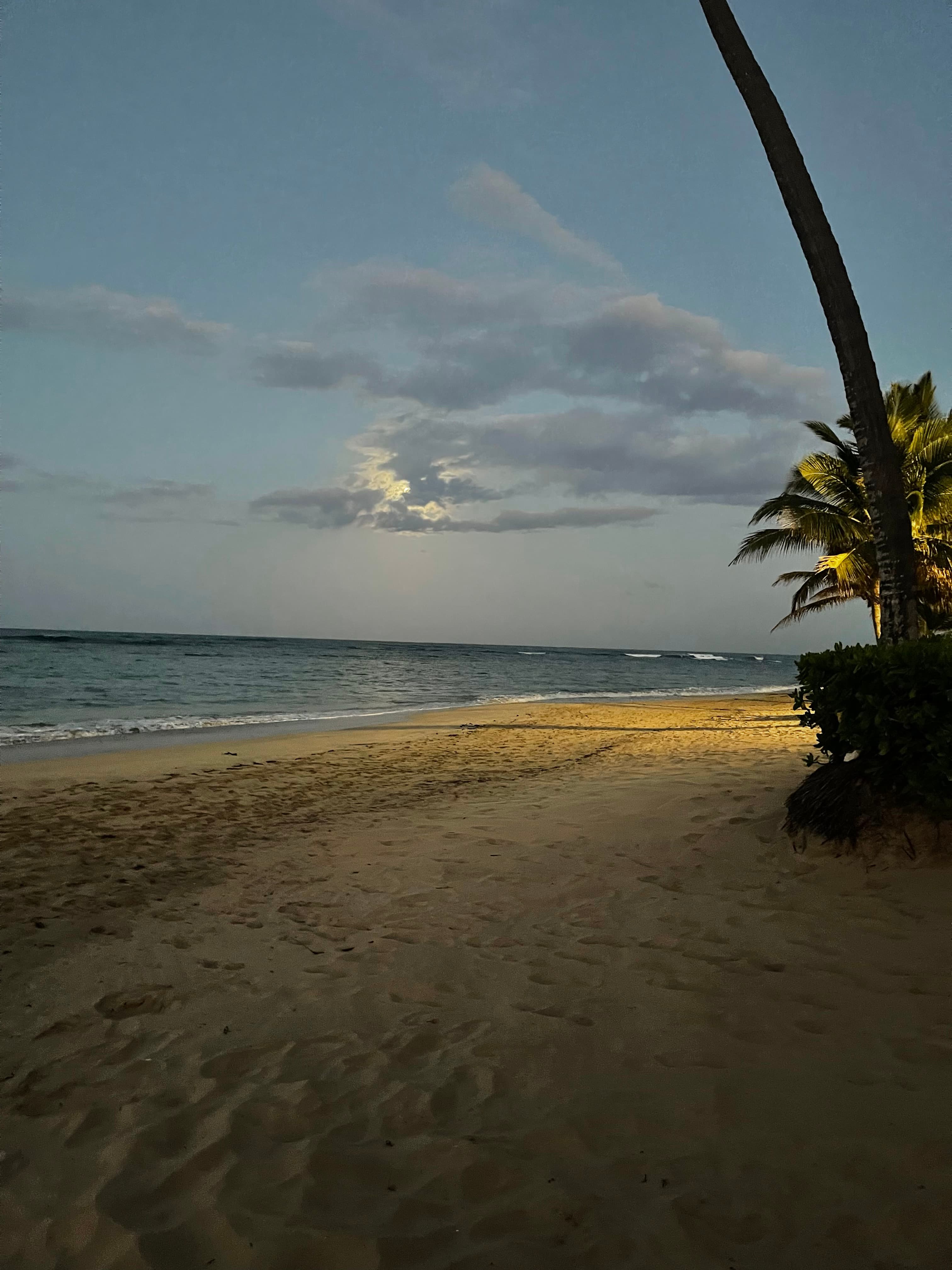 A view of the beach in the evening with an illuminated palm tree