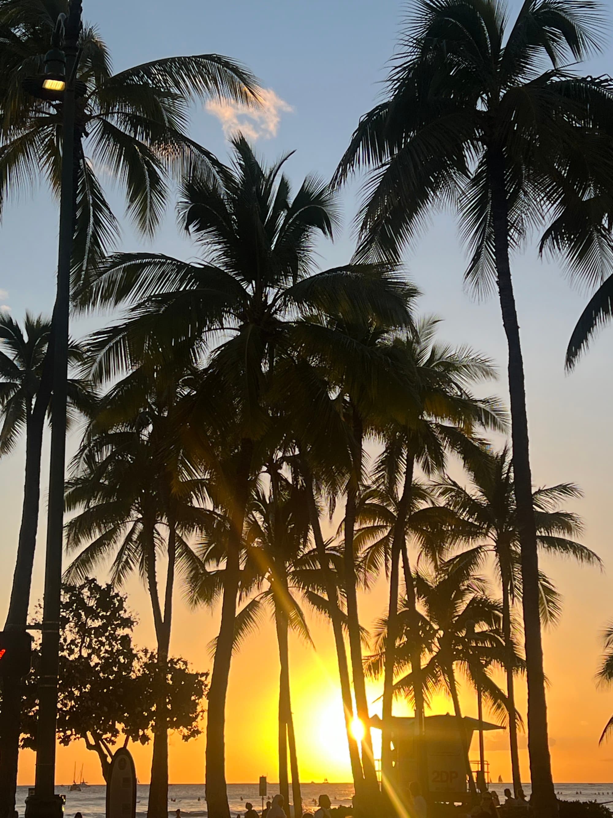 The golden tones of the sun peaking through palm trees on a Waikiki beach at sunset.