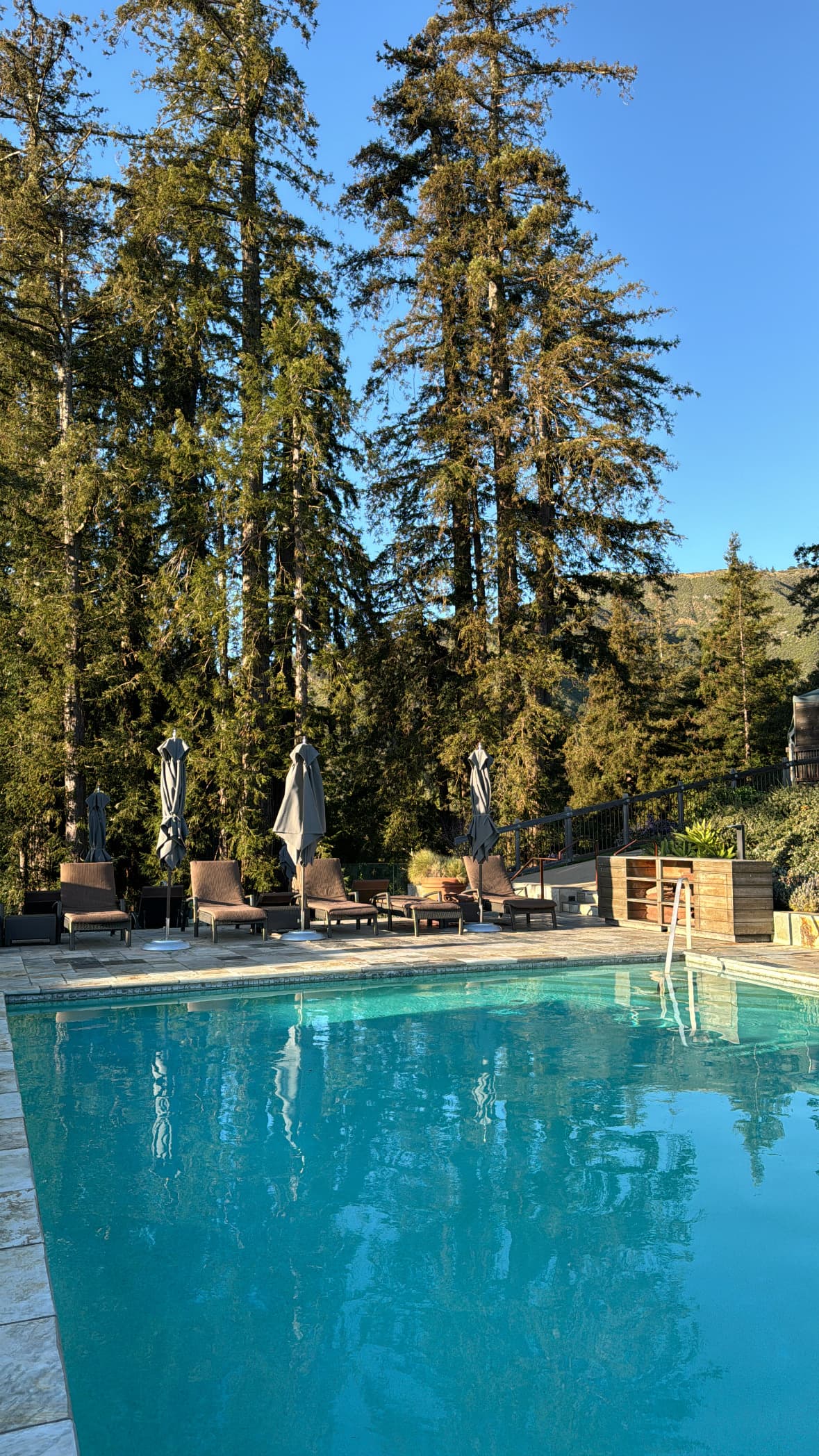 A view of a swimming pool with pine trees.