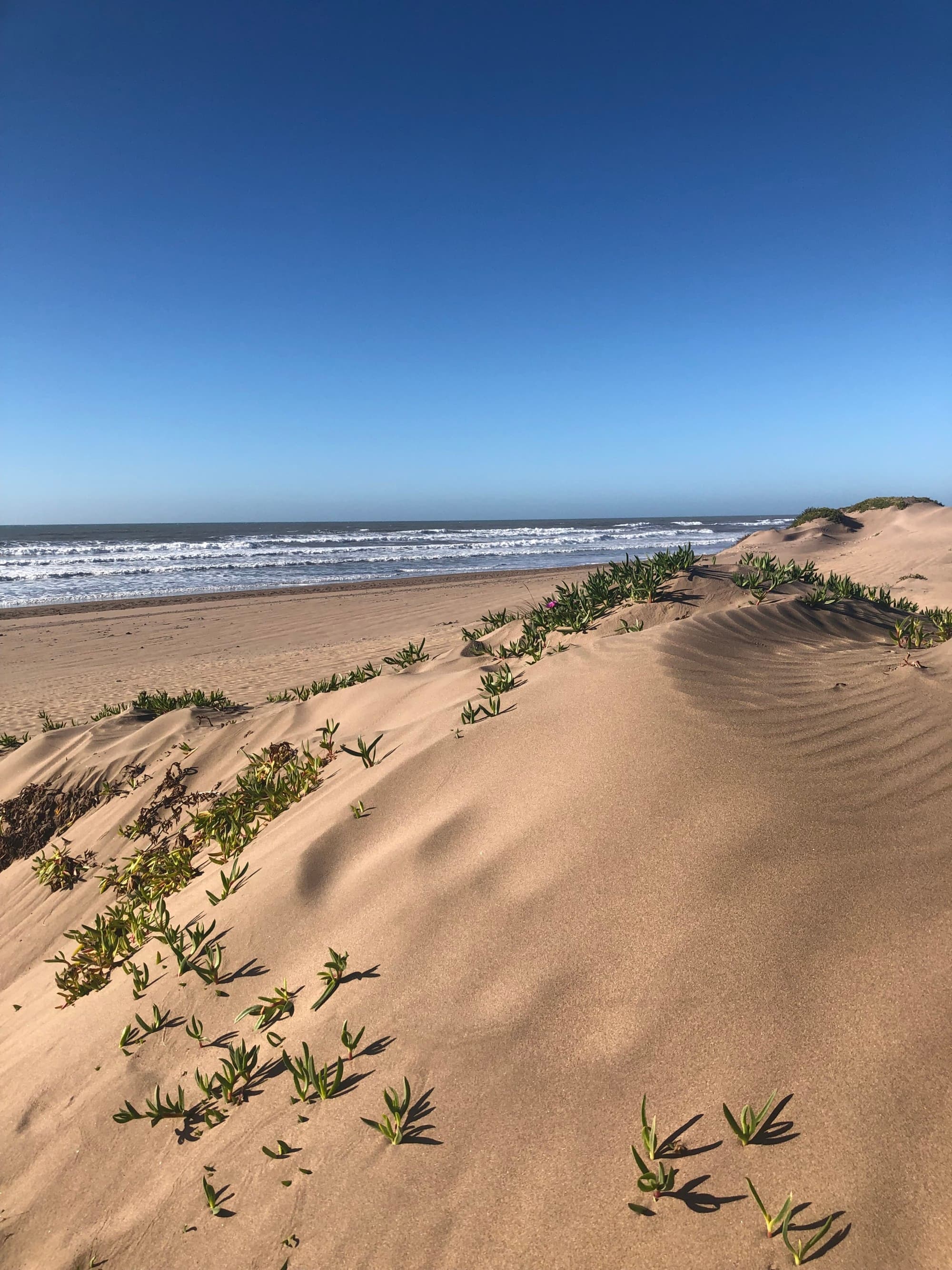 A small sand dune on a beach with a clear blue sky.